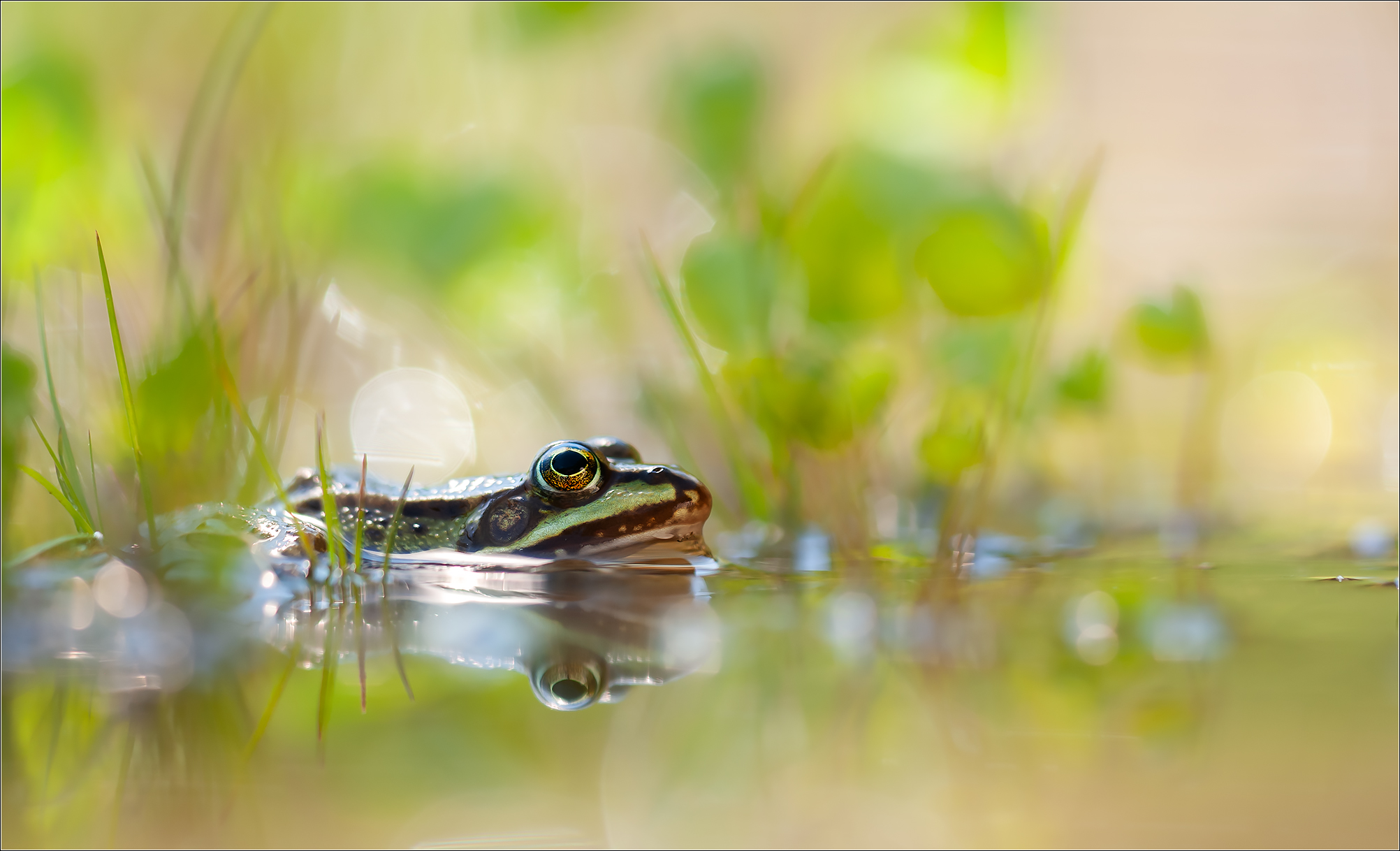 "Teichfrosch im Habiat"