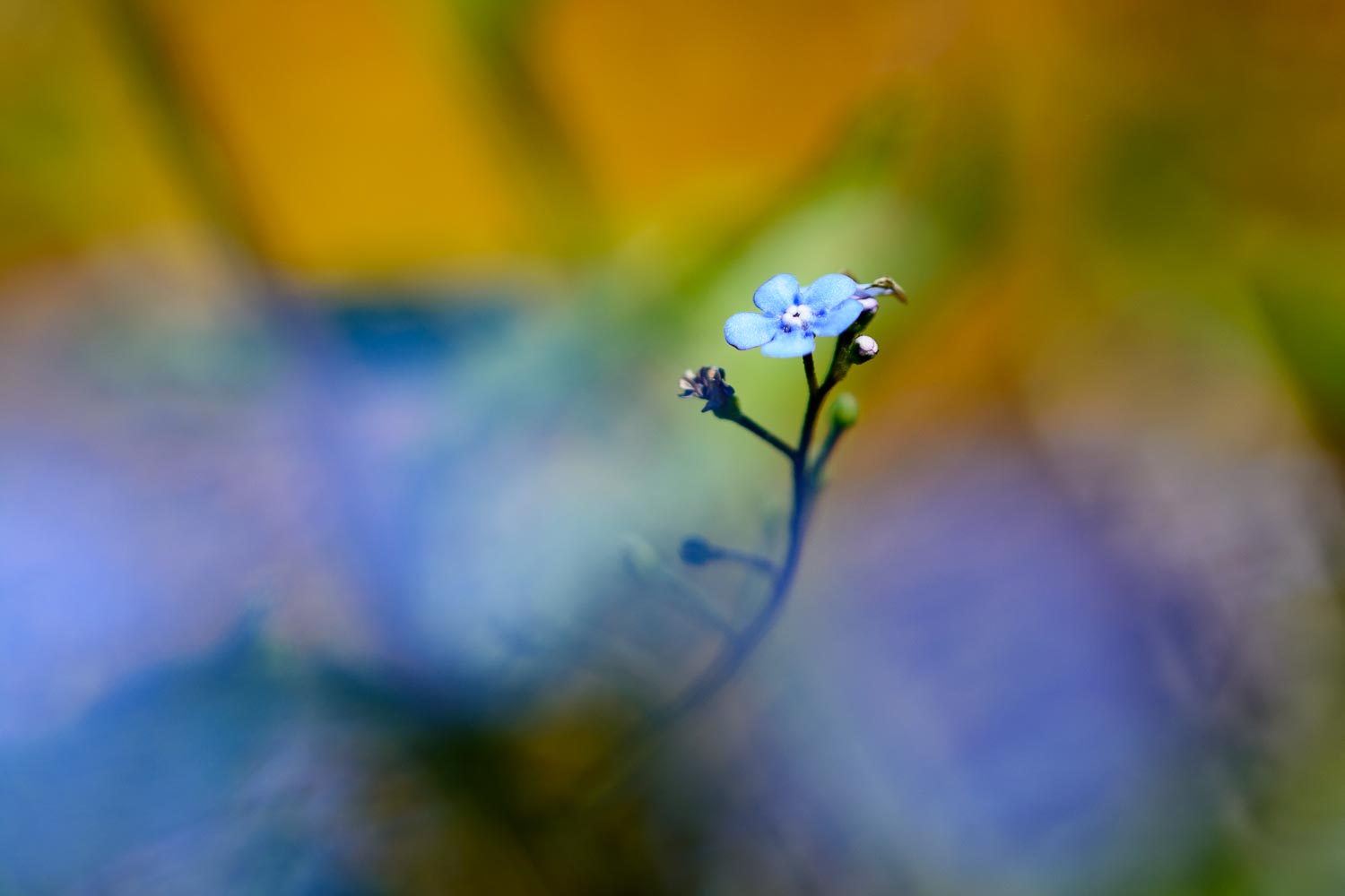 Kaukasisk förgätmigej 
( Brunnera macrophylla 
Boraginaceae )