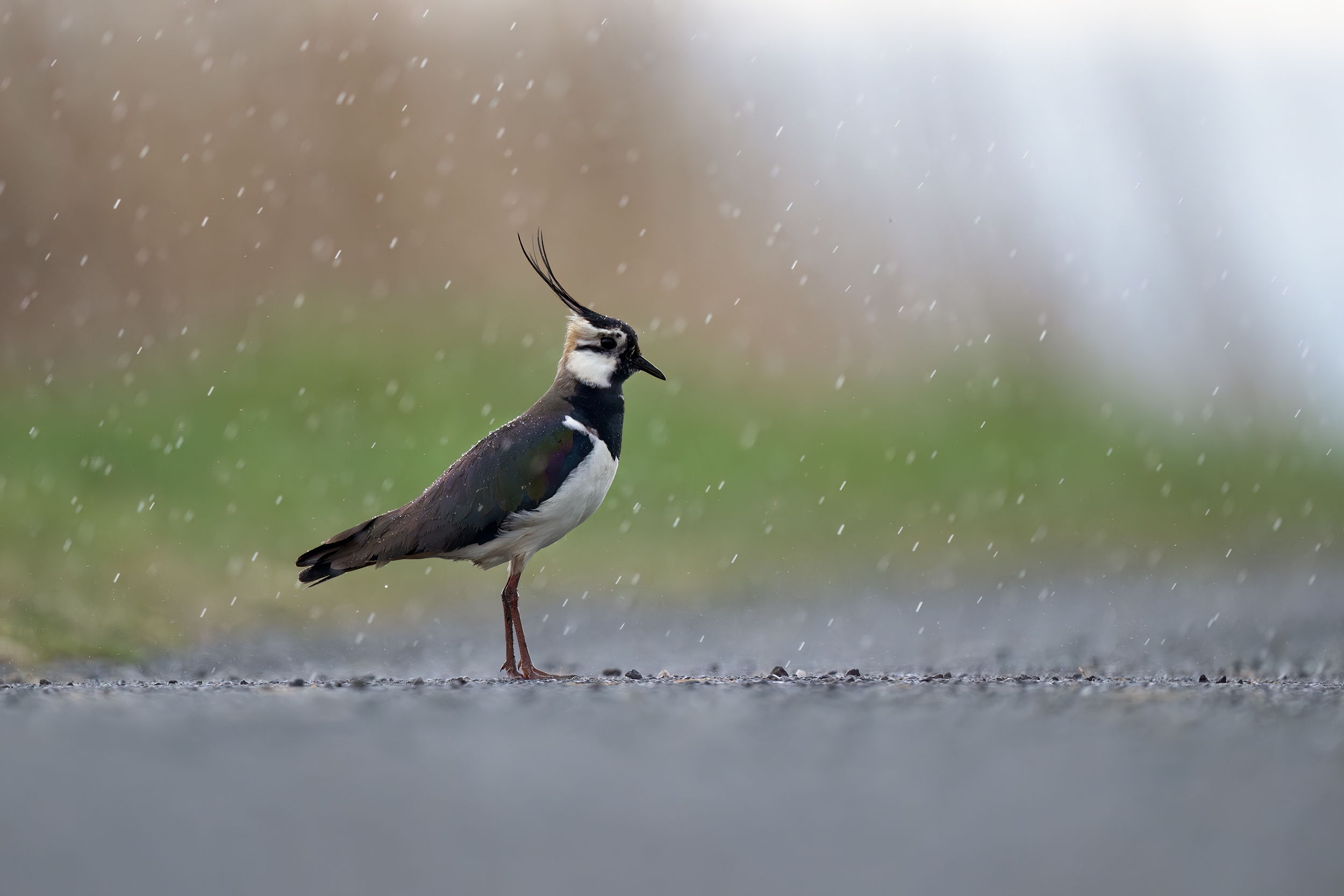 Im Regen stehen gelassen: Kiebitz
