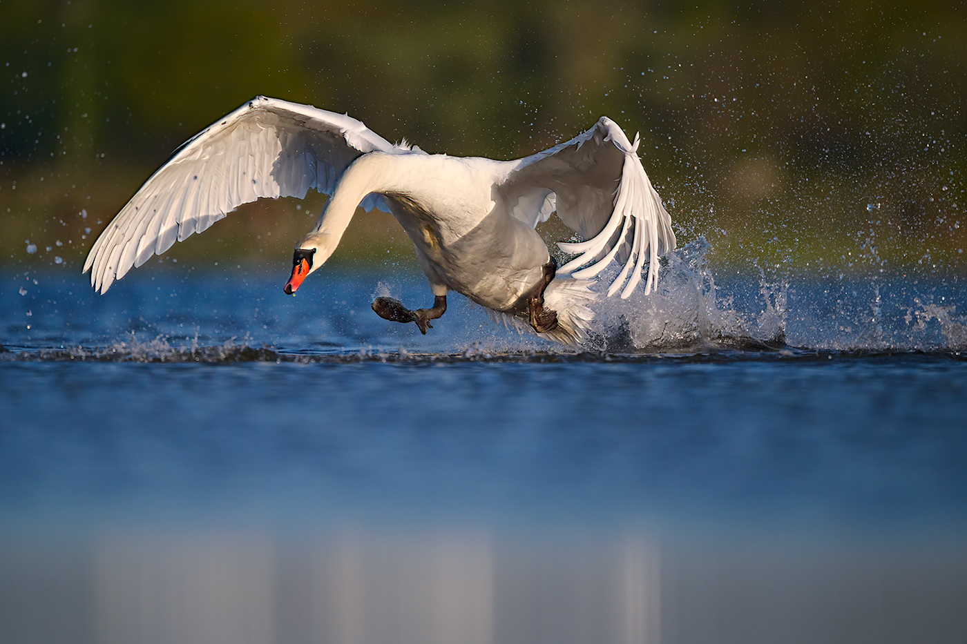 Singschwan beim