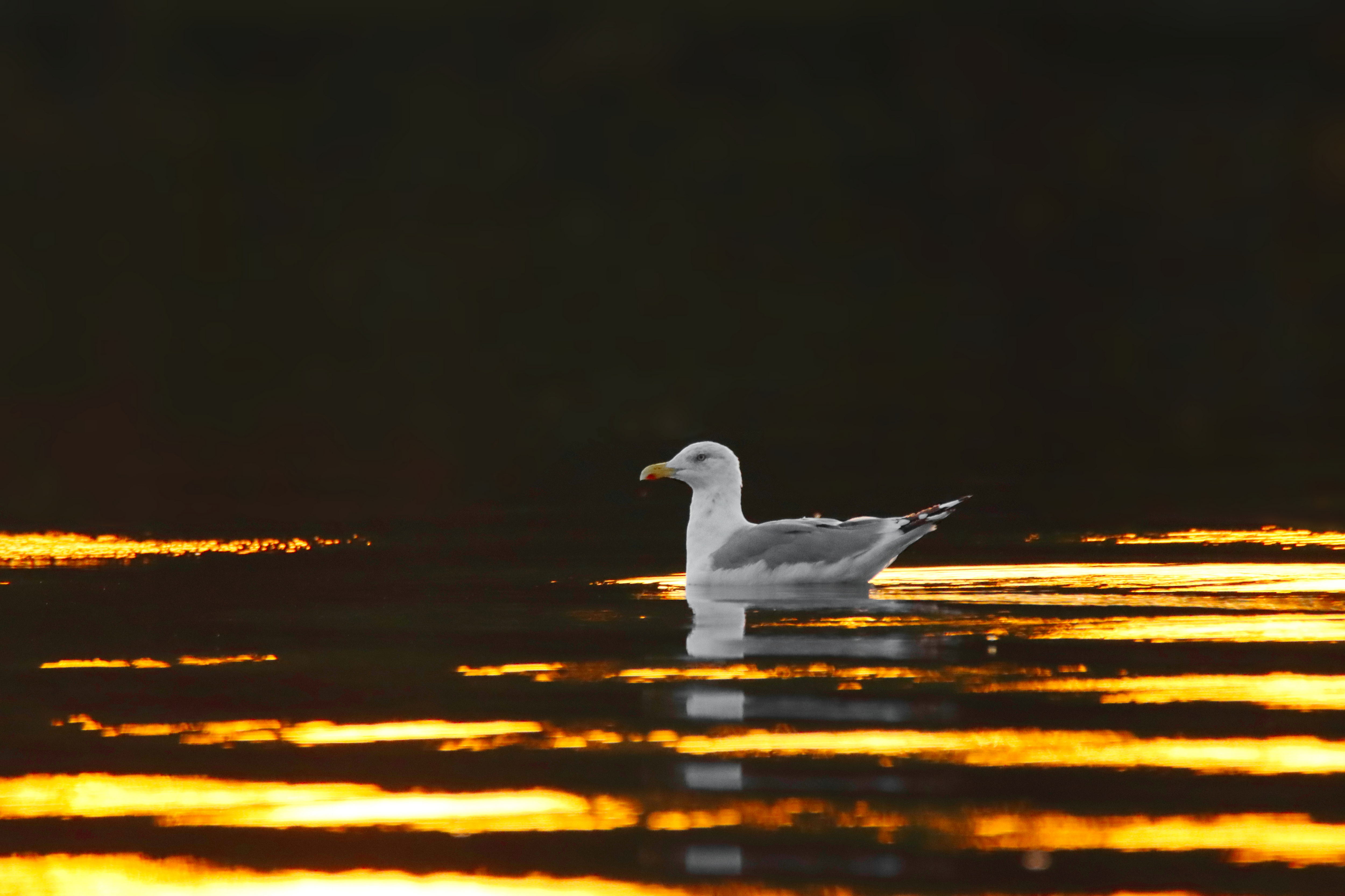 Silbermöwe im goldenen Meer