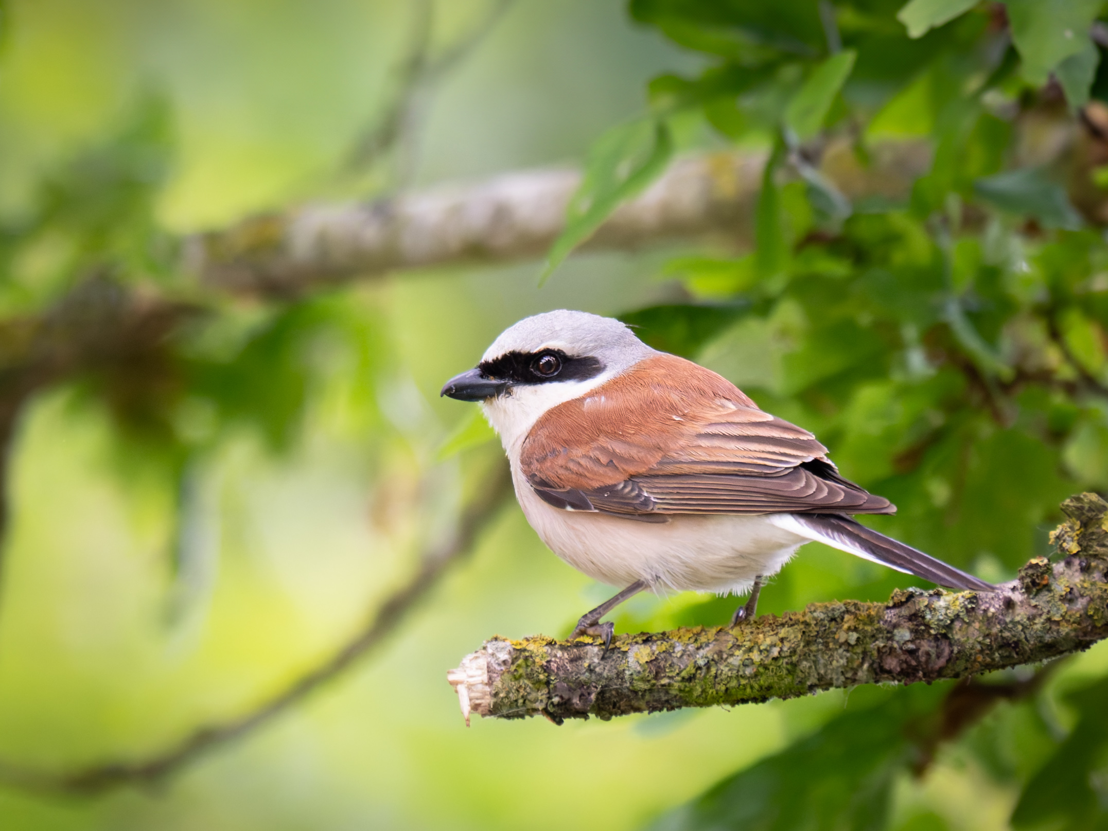 Neuntöter über einem Waldweg