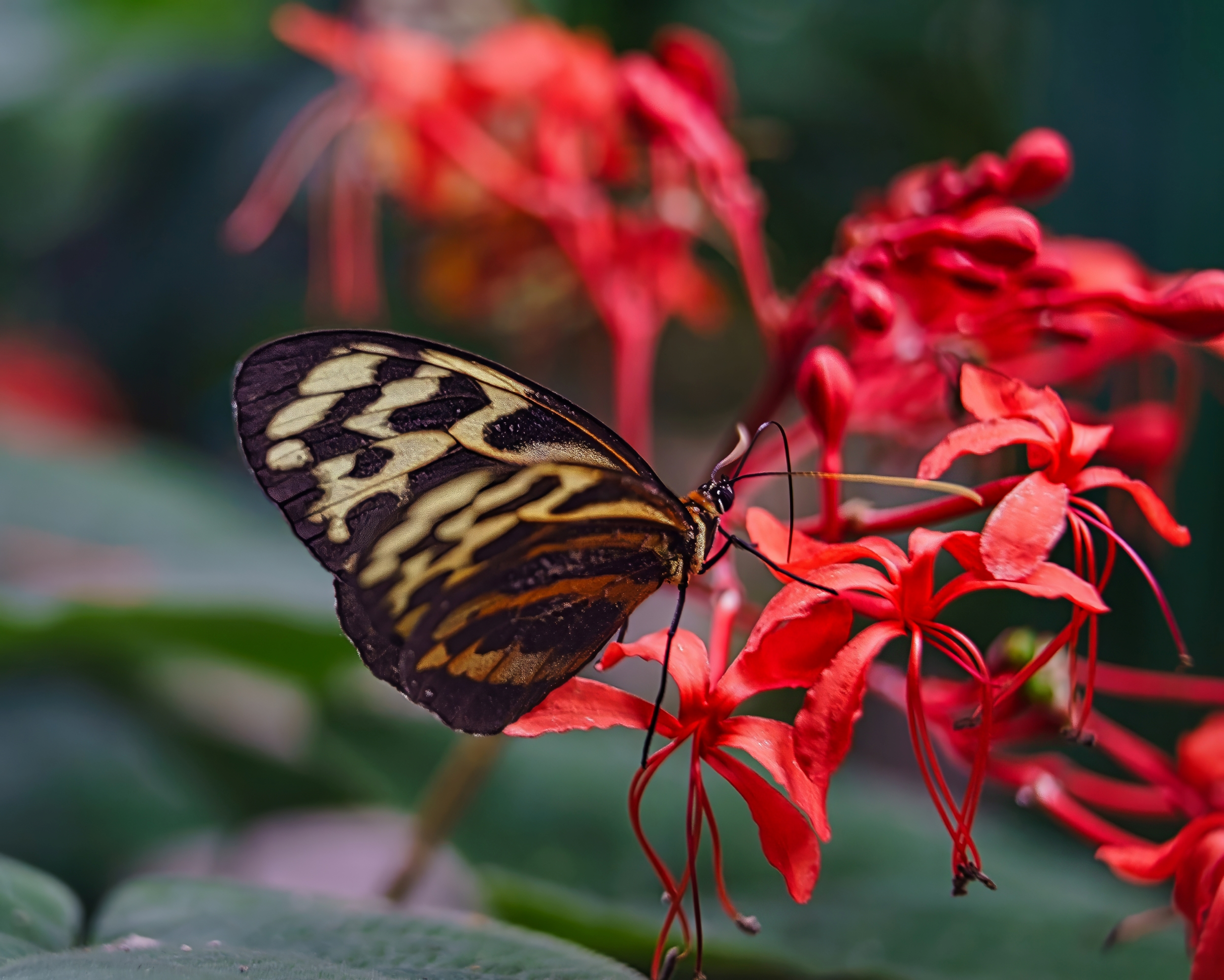 Schmetterling und die Blüte