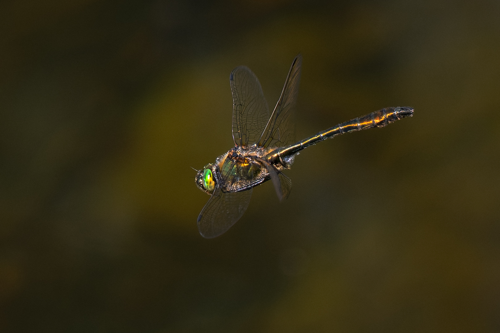 Fliegender Edelstein