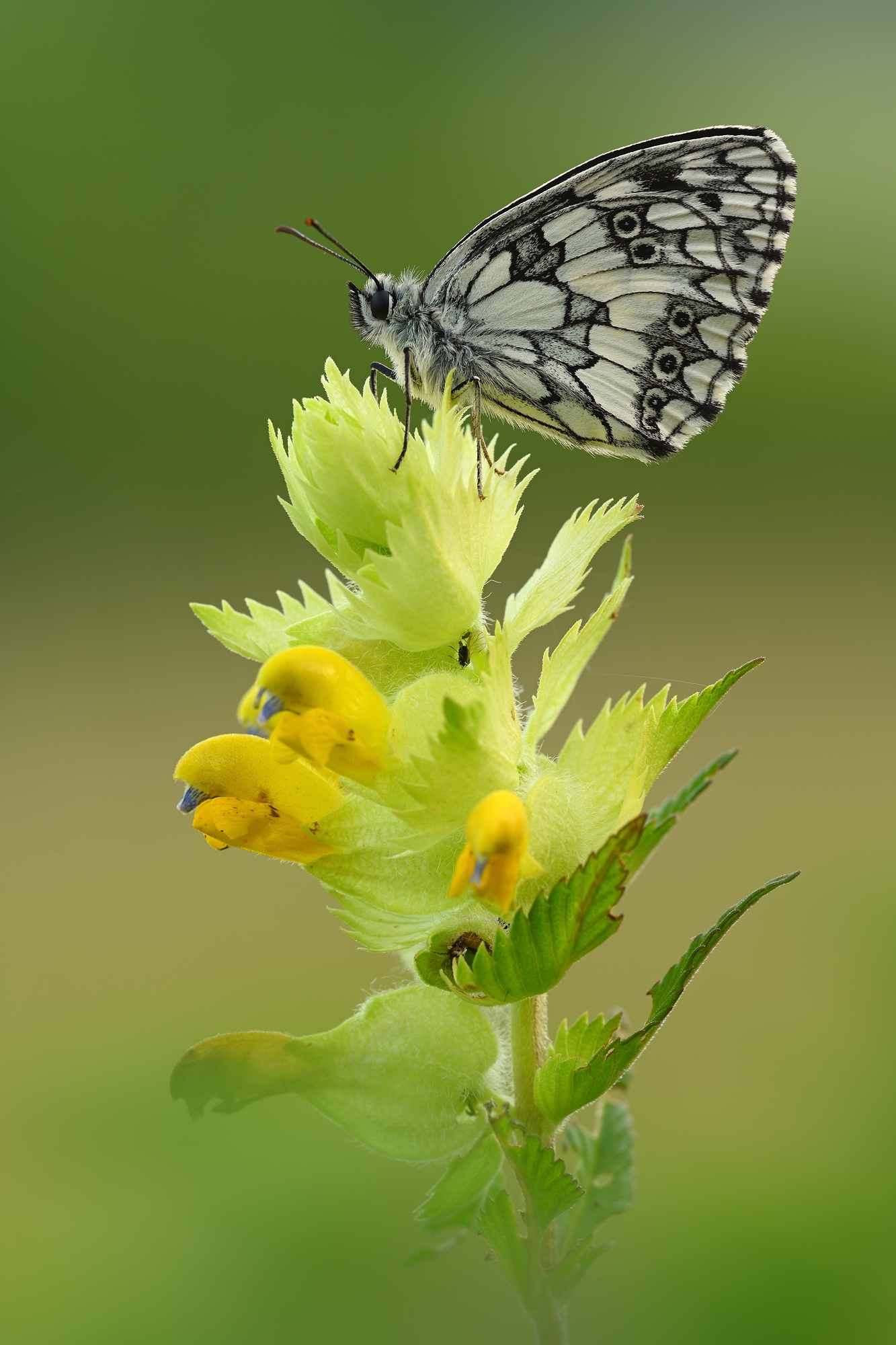 Schachbrettfalter