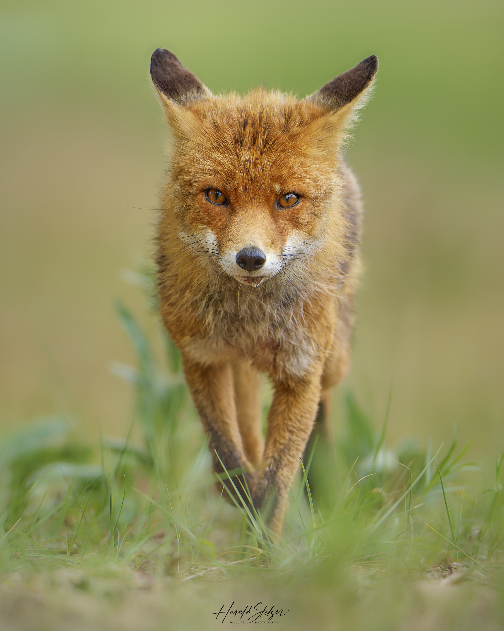 Ein Wettlauf