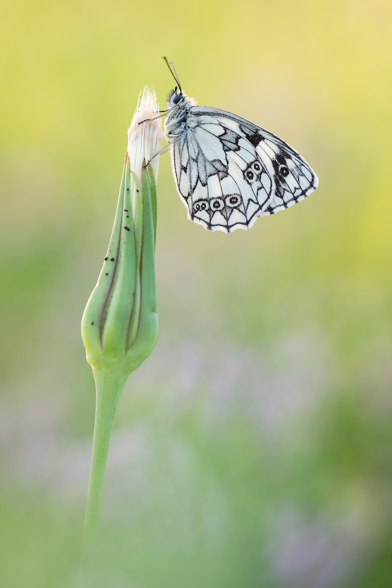 Schachbrettfalter