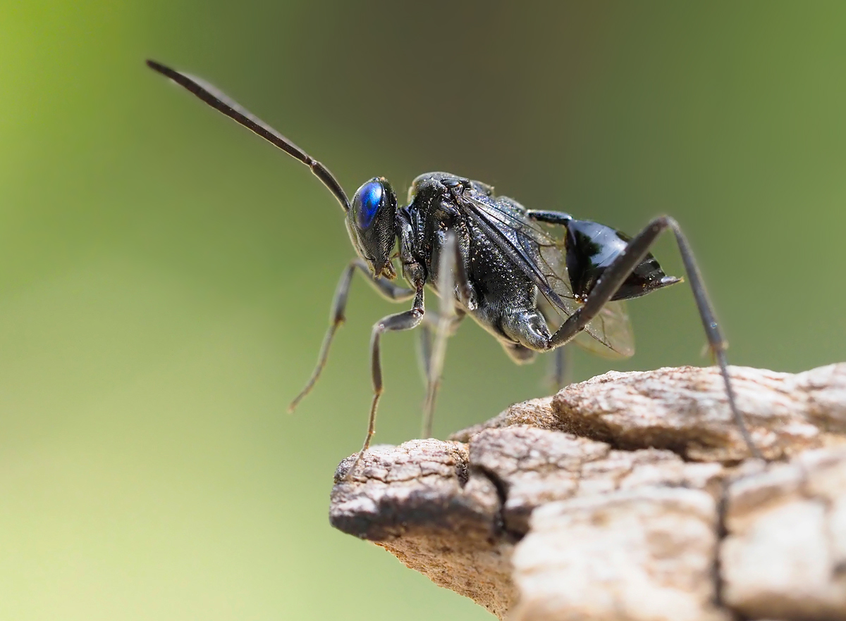 Hungerwespe  (Evania appendigaster)