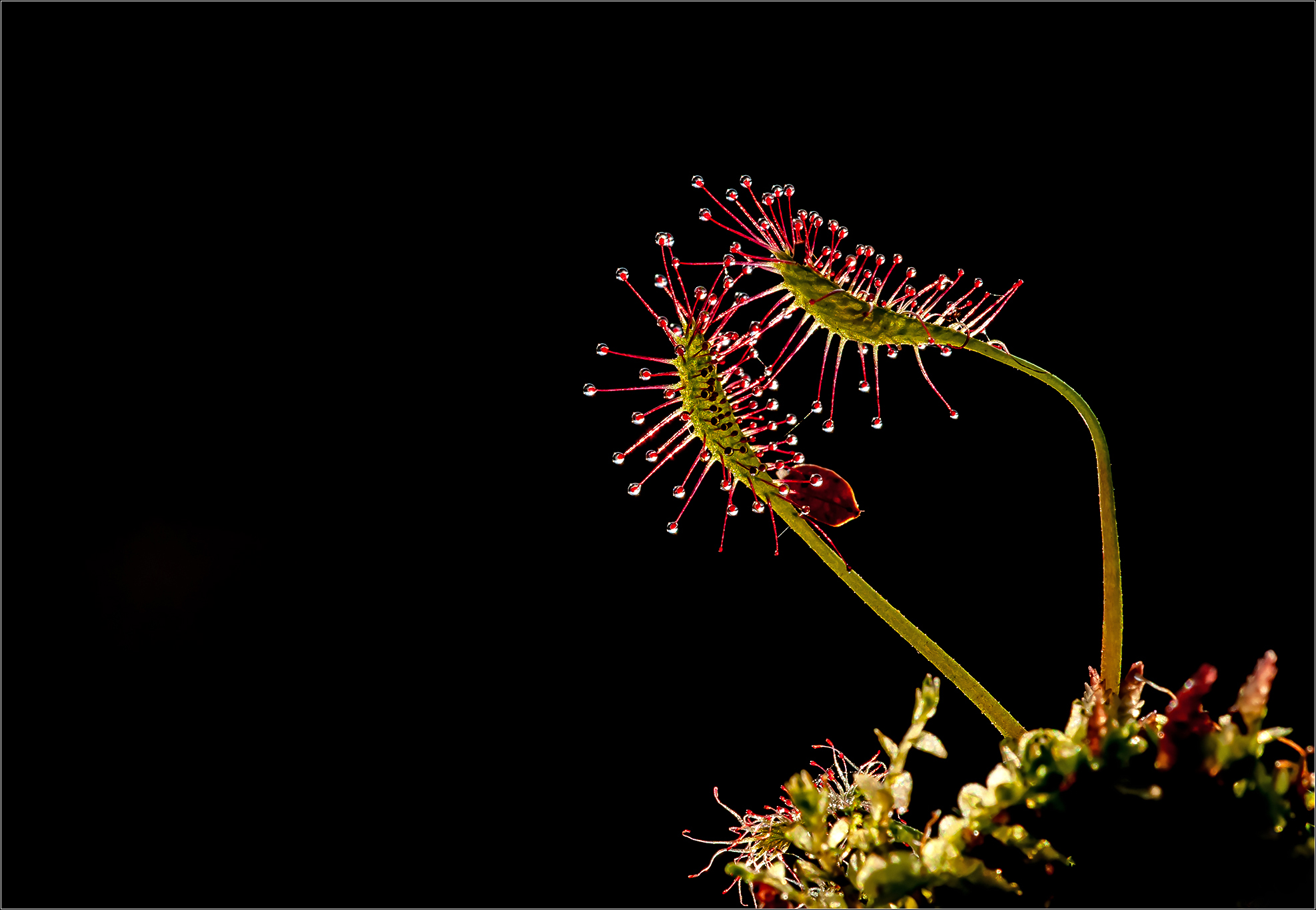 "Im dunklen Moor..."