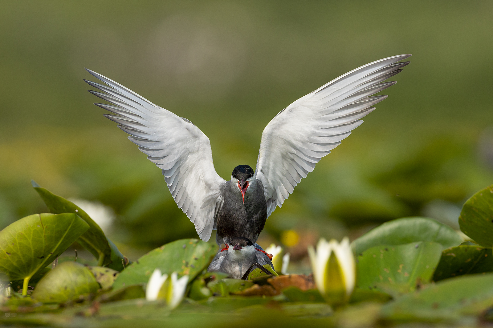 Bei den Weißbart-Seeschwalben