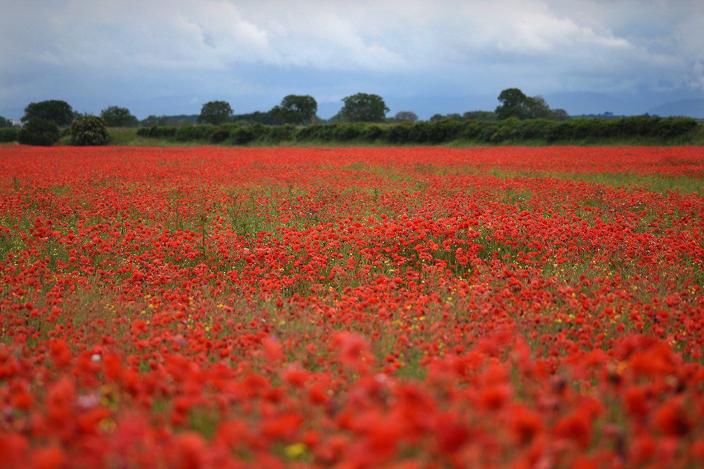 Mohn, Mohn, Mohn ...,