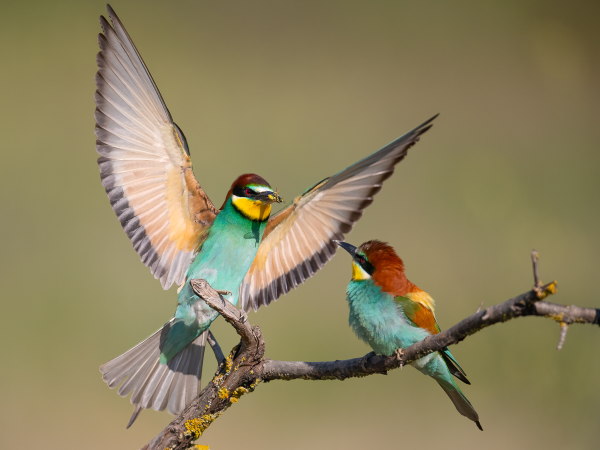 Bienenfresser oder gar Wespenfresser?