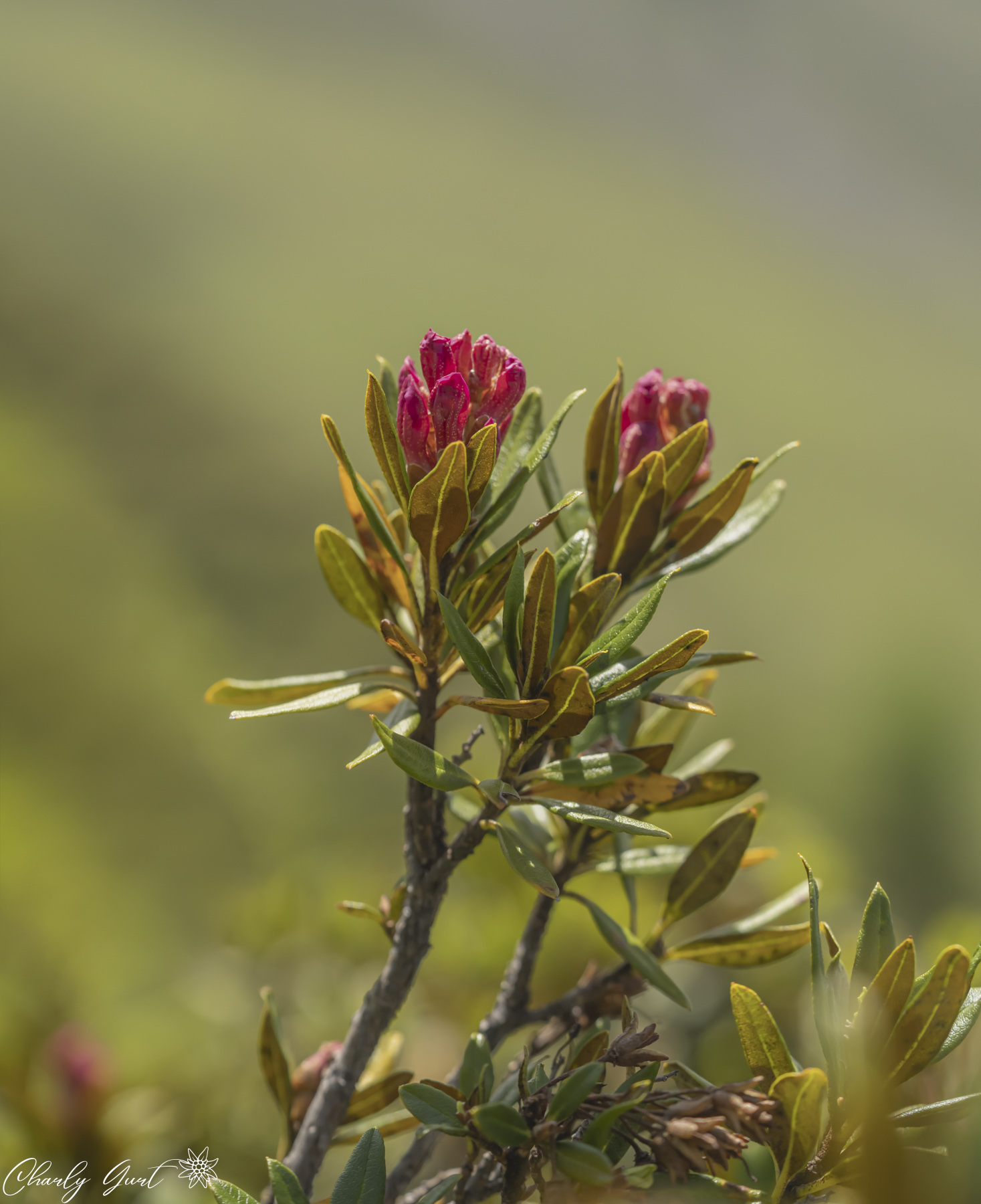 Die Schönheit der Alpen