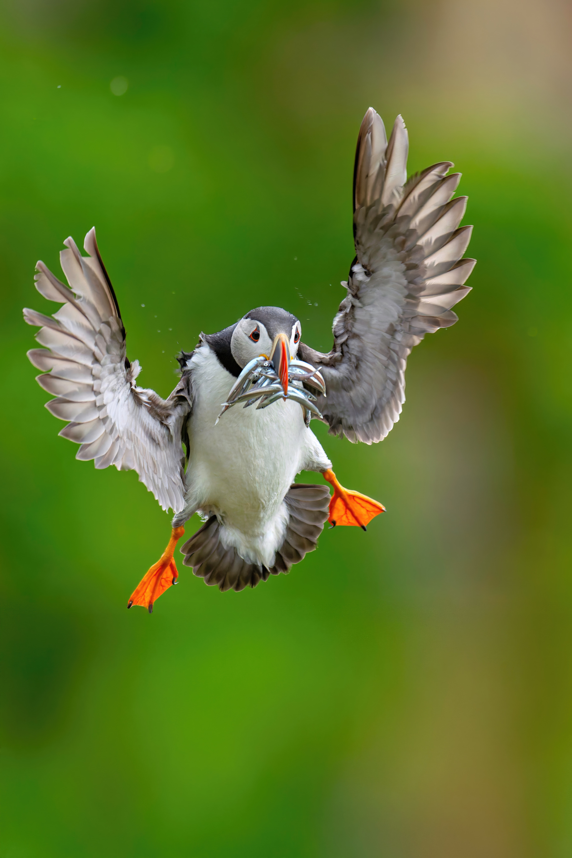 Puffin