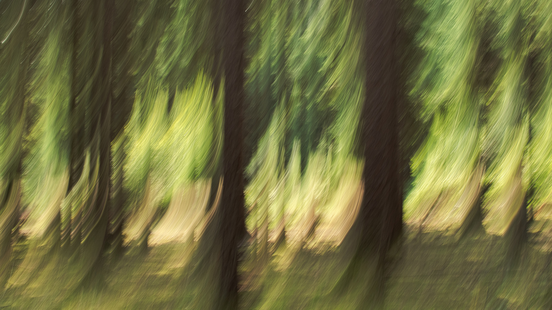 Im Wald