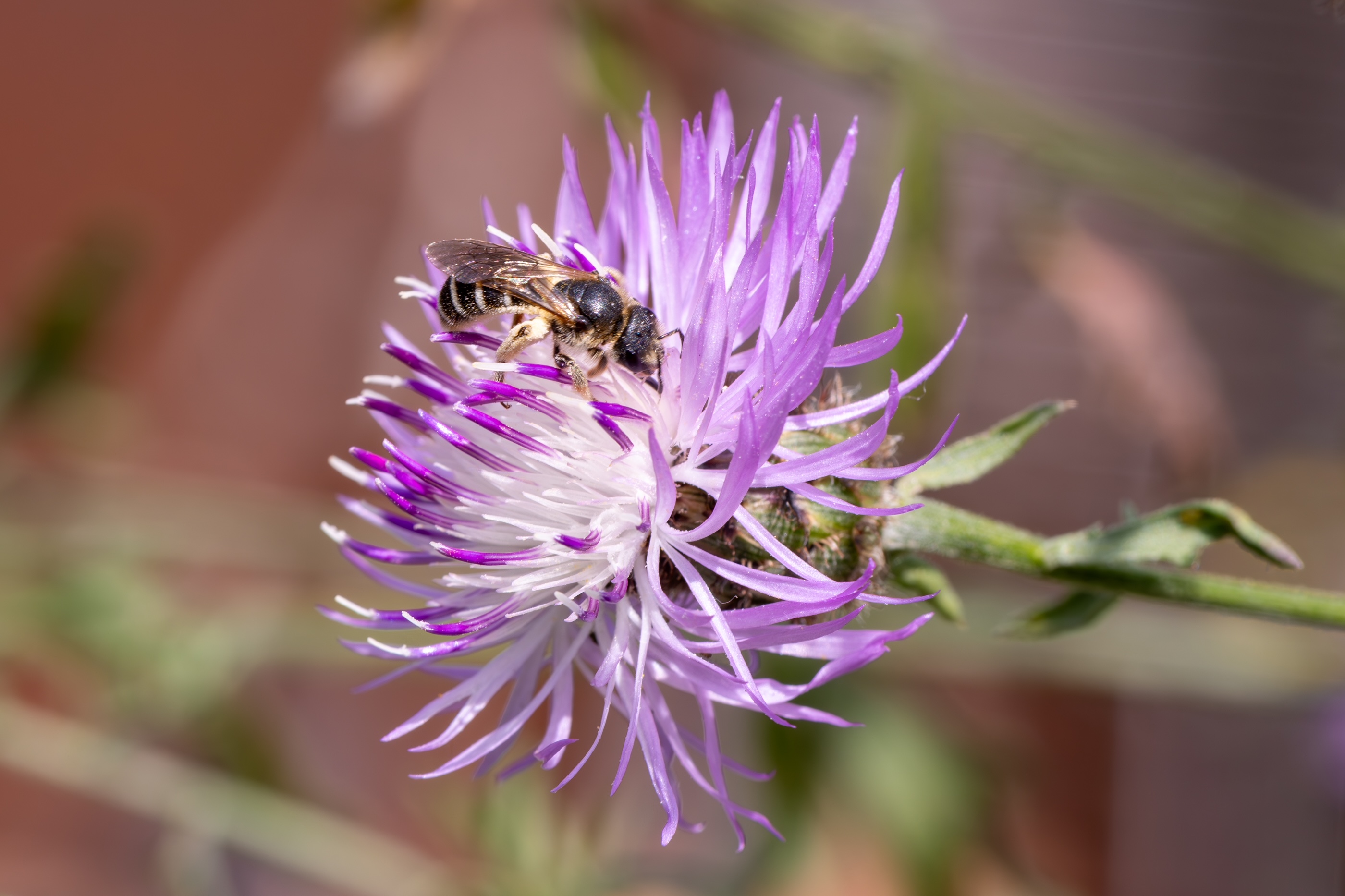 Rispen Flockenblume
