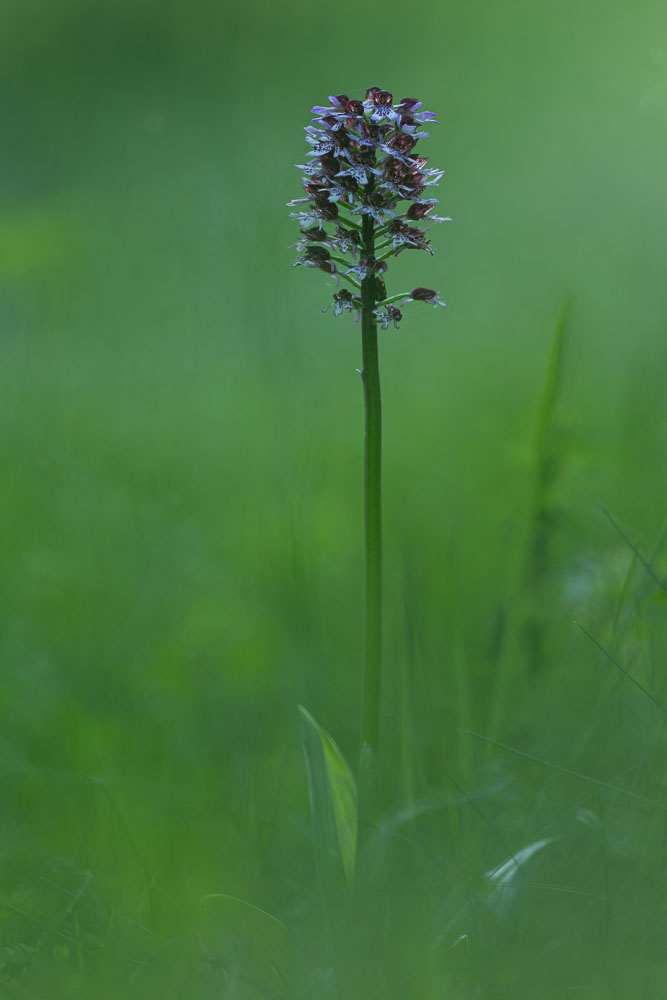 Purpurknabenkraut