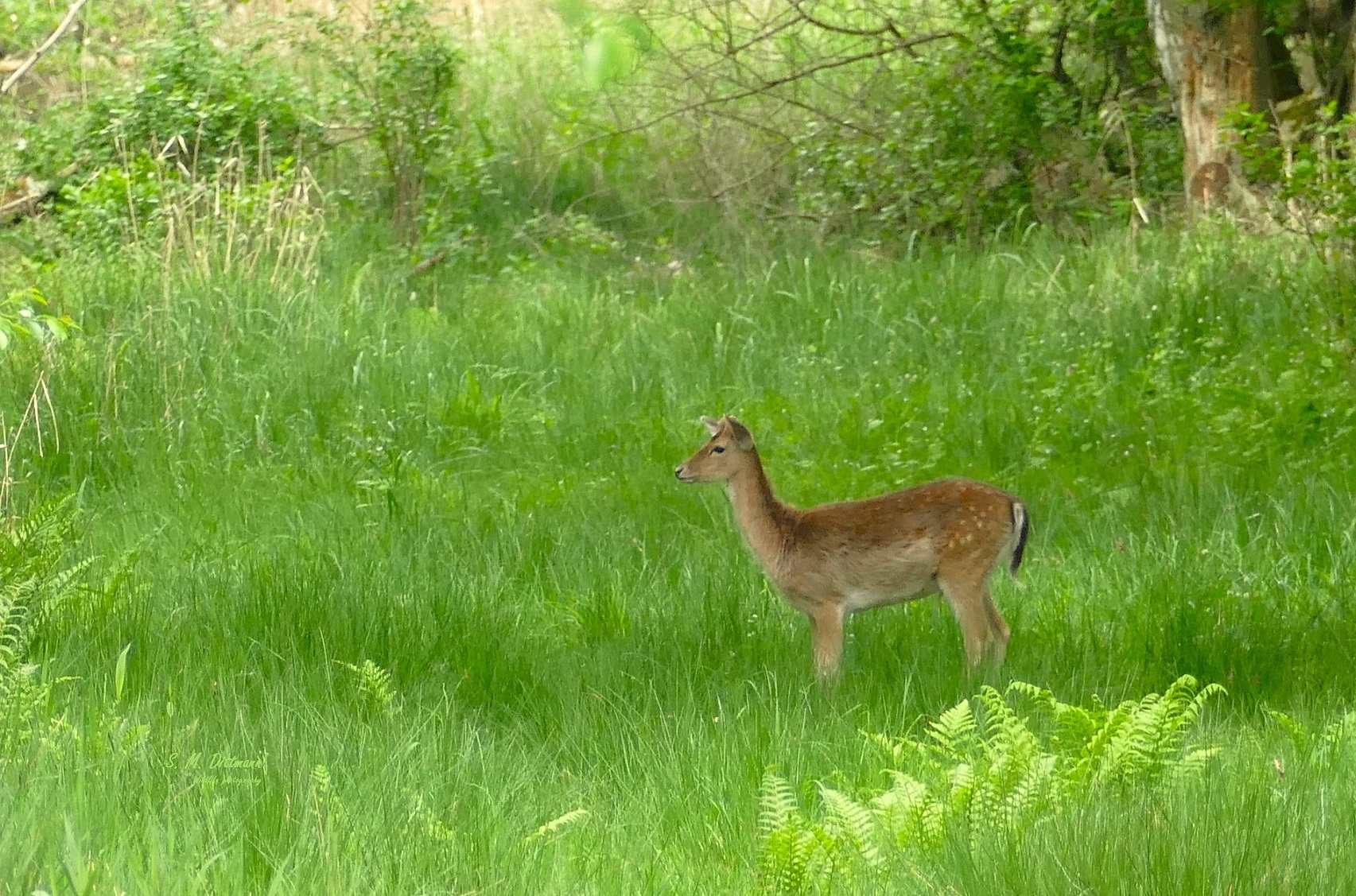 Lichtung im Wald