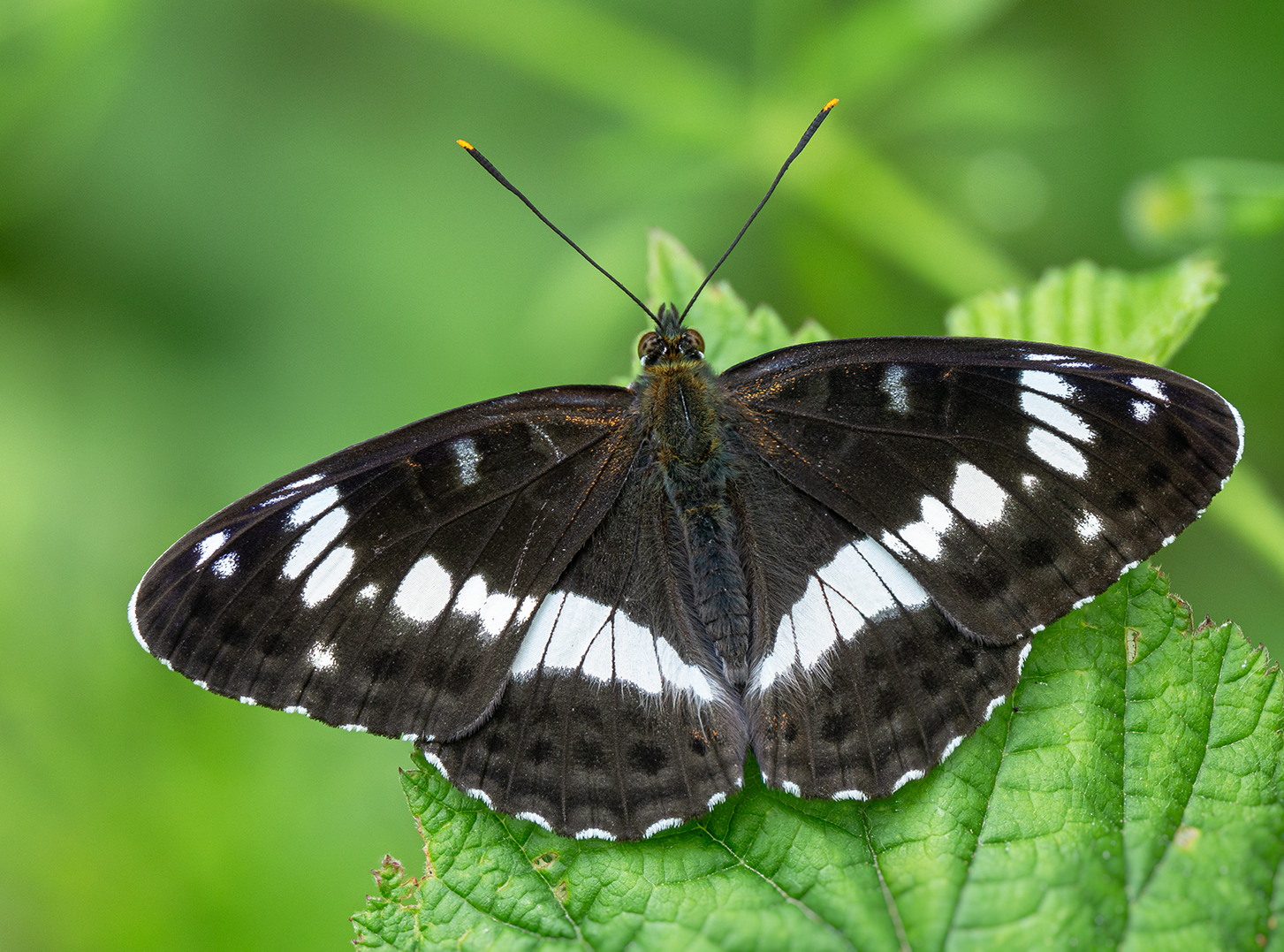 Kleiner Eisvogel ( lemenitis camillla ). Empfehle große Ansicht.