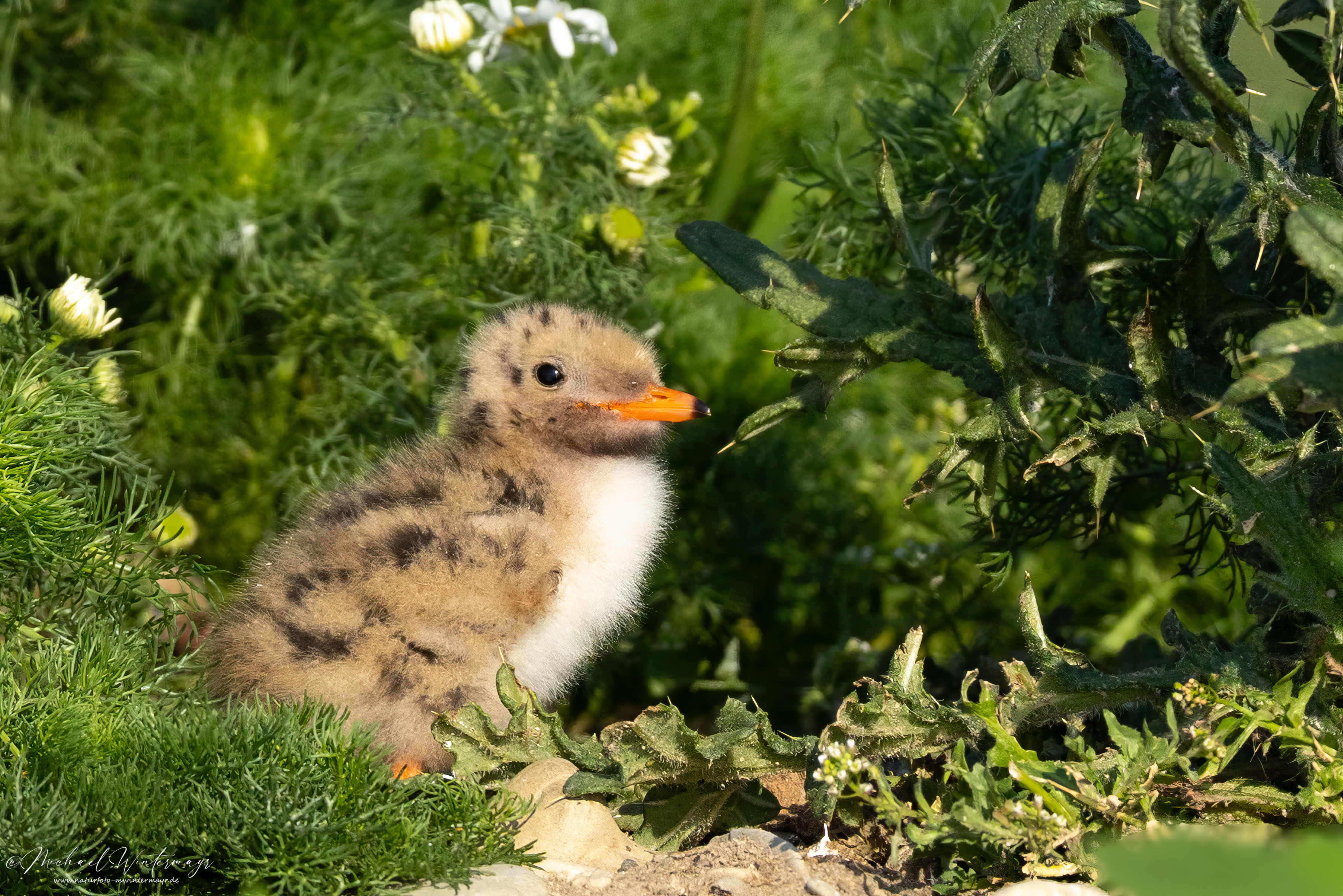Flauschiger Nachwuchs