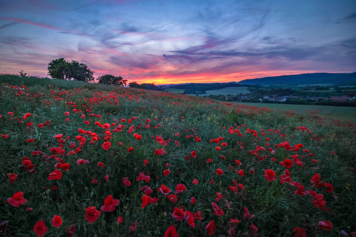 Mohn in der Dämmerung