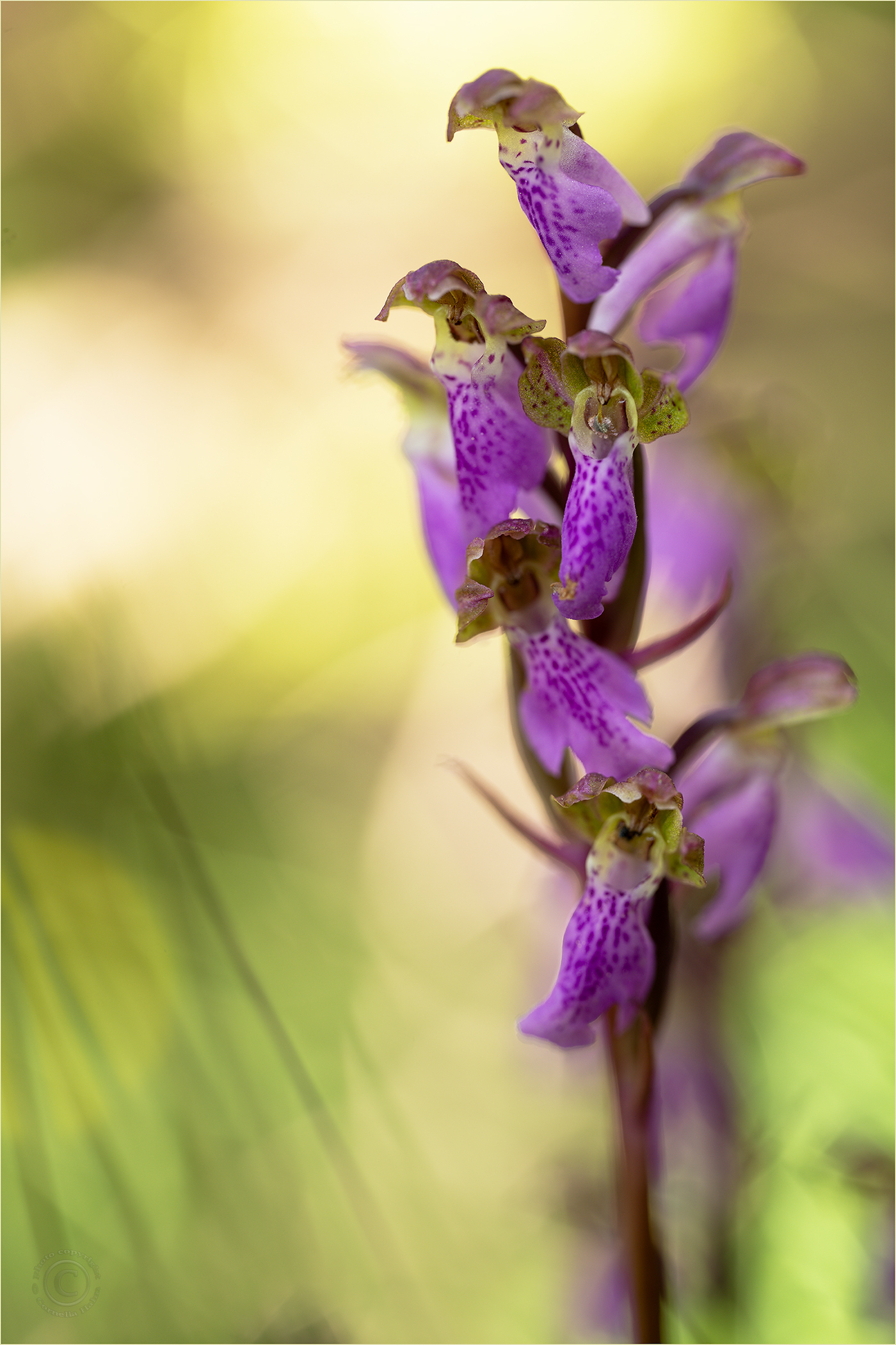 Spitzels Knabenkraut (Orchis spizelii)