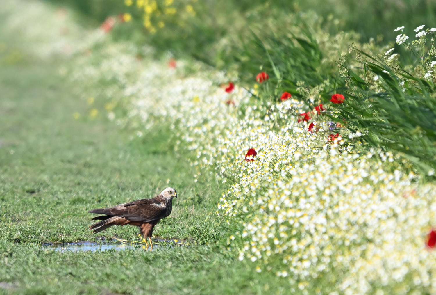 Rohrweihe am Wegesrand