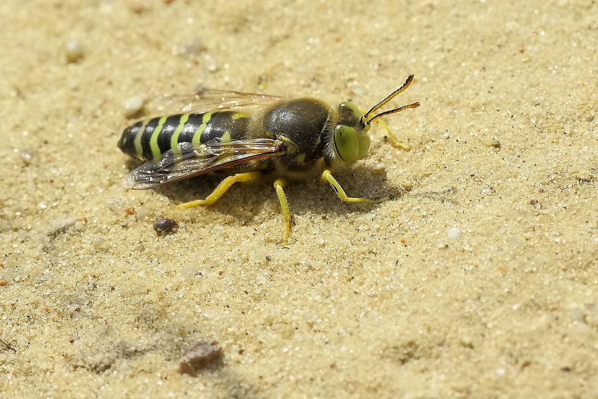 Kreiselwespe