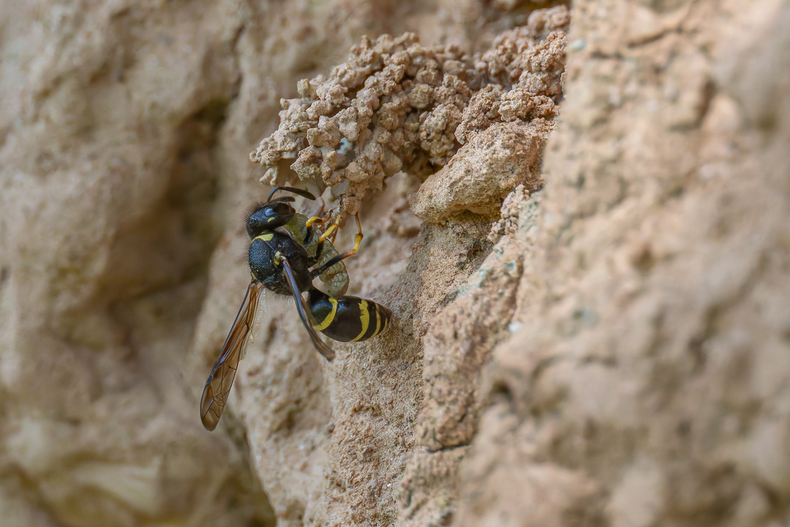 Schornsteinwespe mit Beute (Odynerus spinipes)