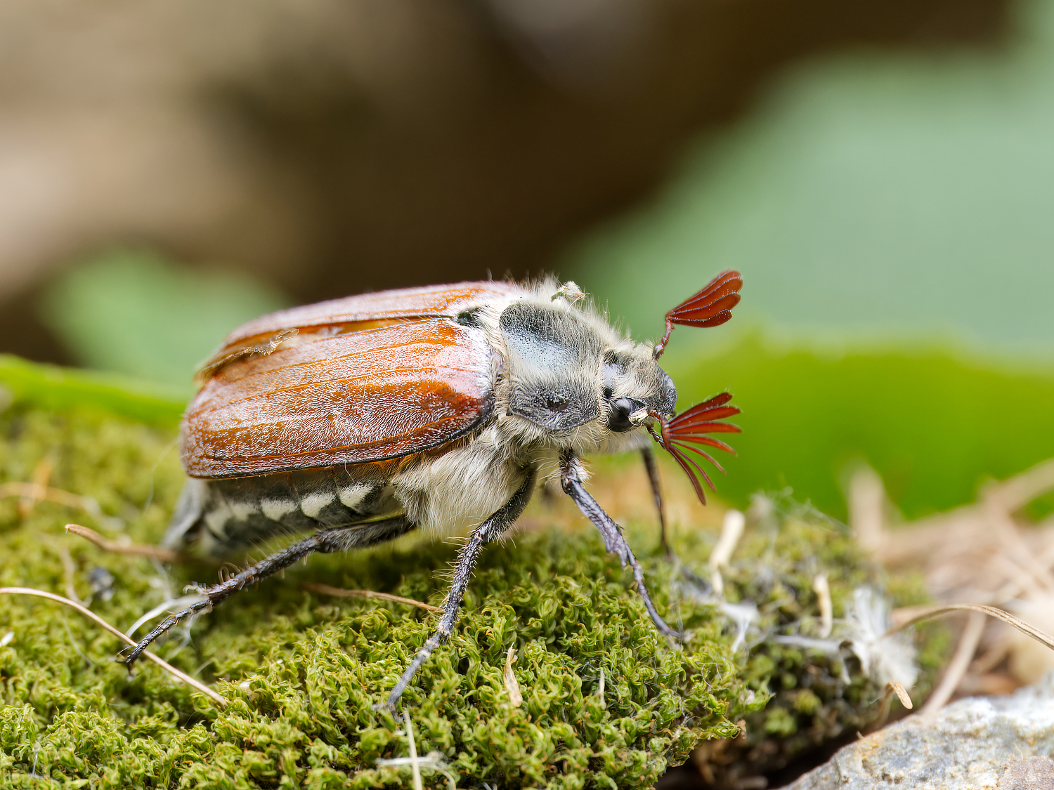 Waldmaikäfer