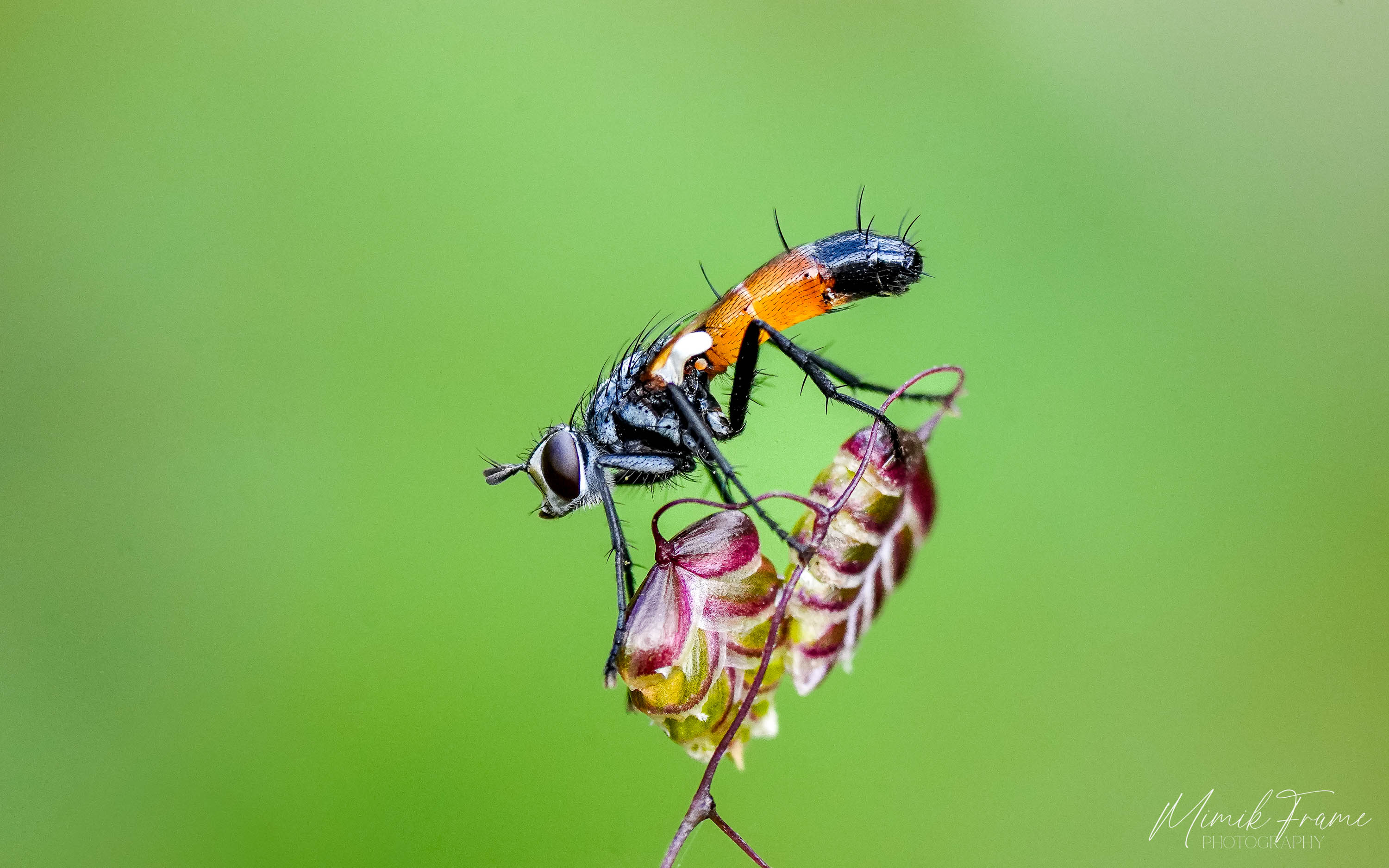 Raupenfliege (Cylindromyia bicolor)