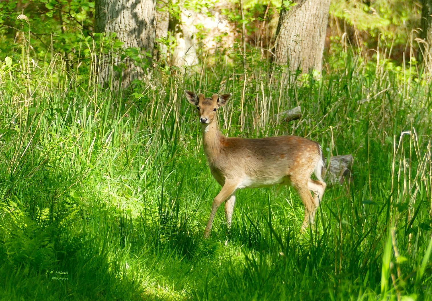 Damhirsch