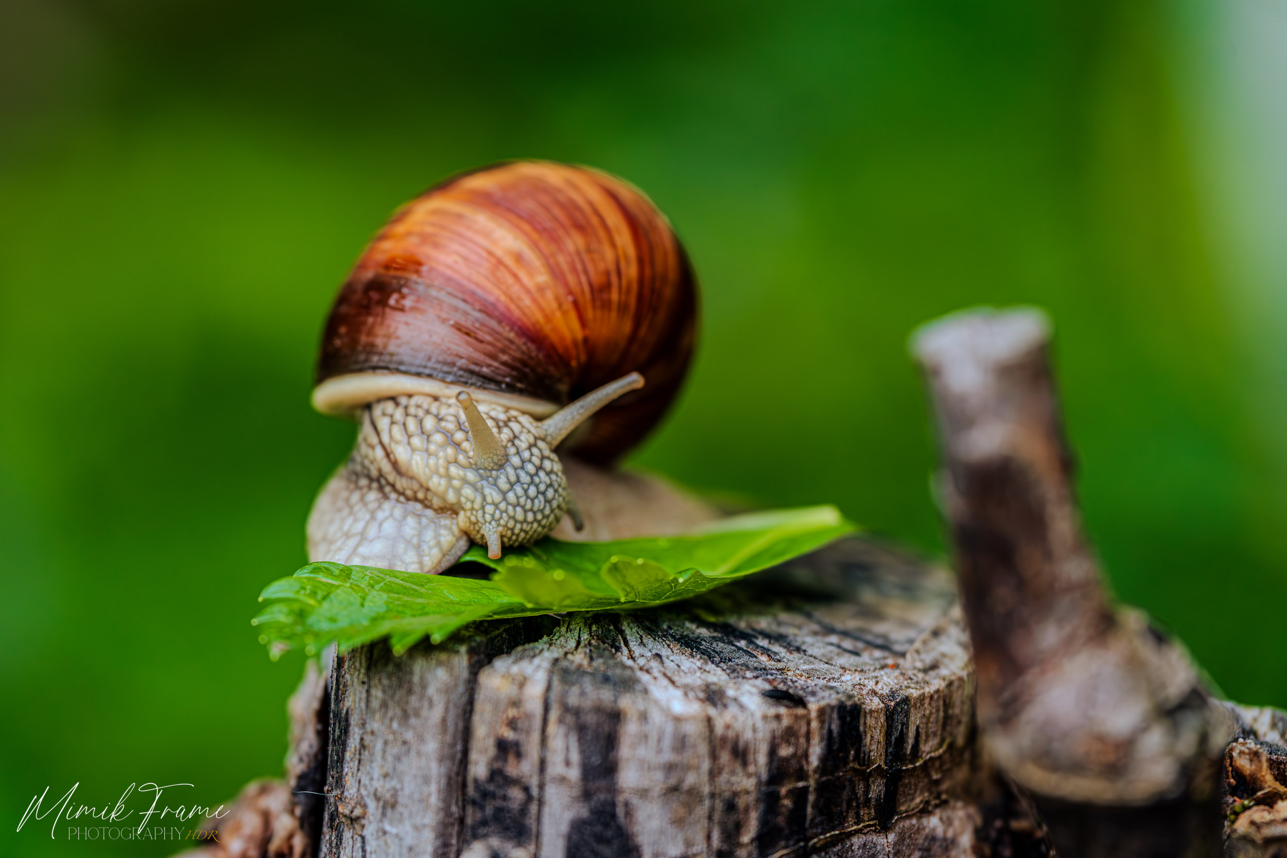 Weinbergschnecke (Helix pomatia)