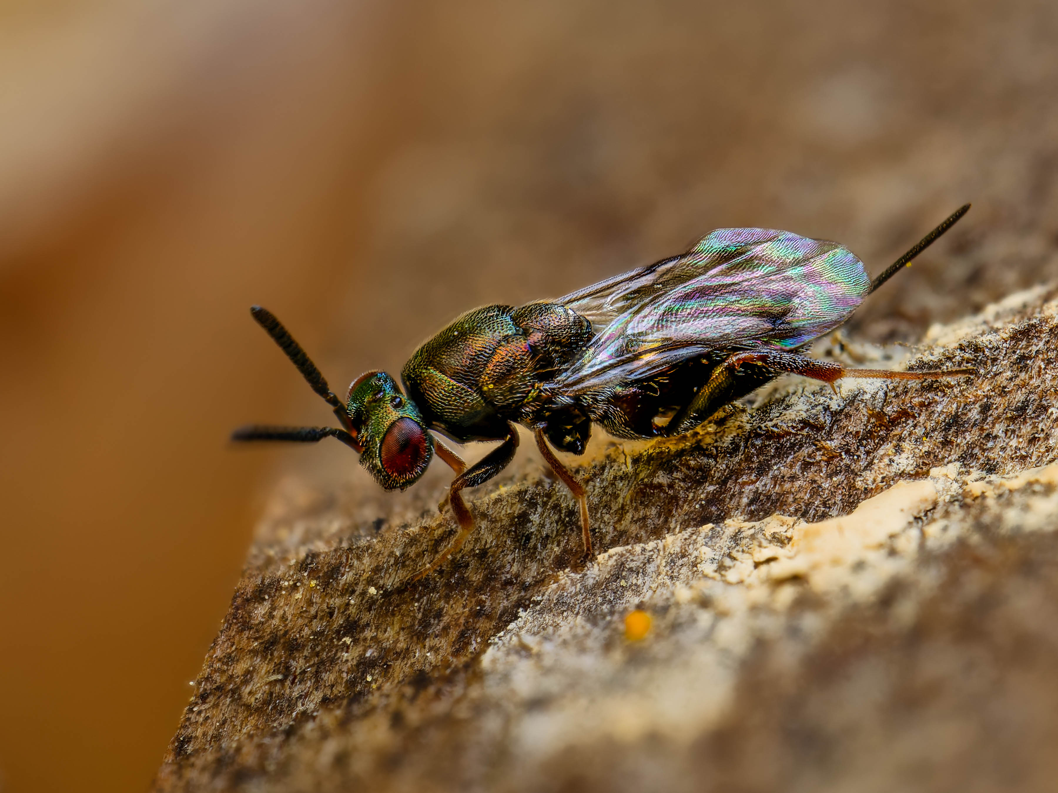 Monodontomerus aeneus