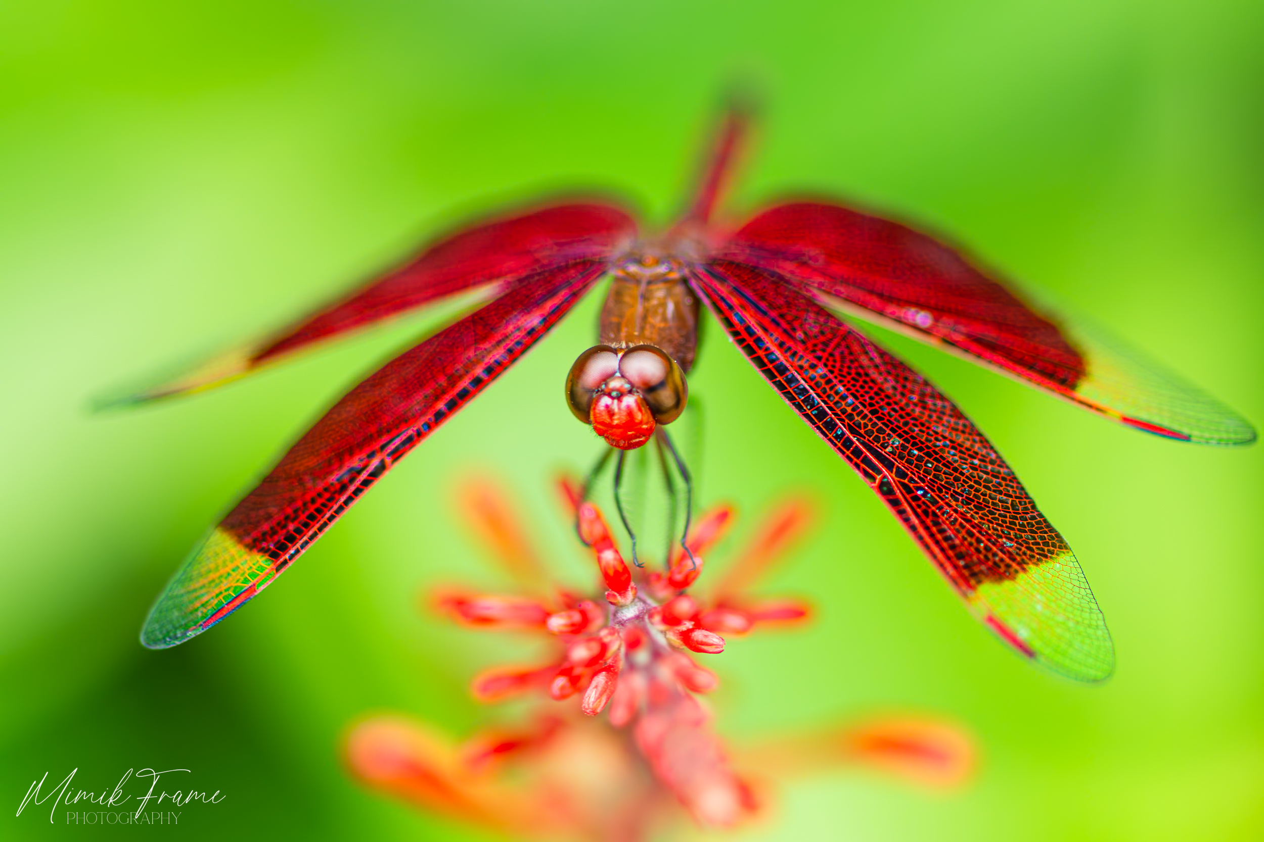 Rotbrauner Waldgeist (Neurothemis fulvia)