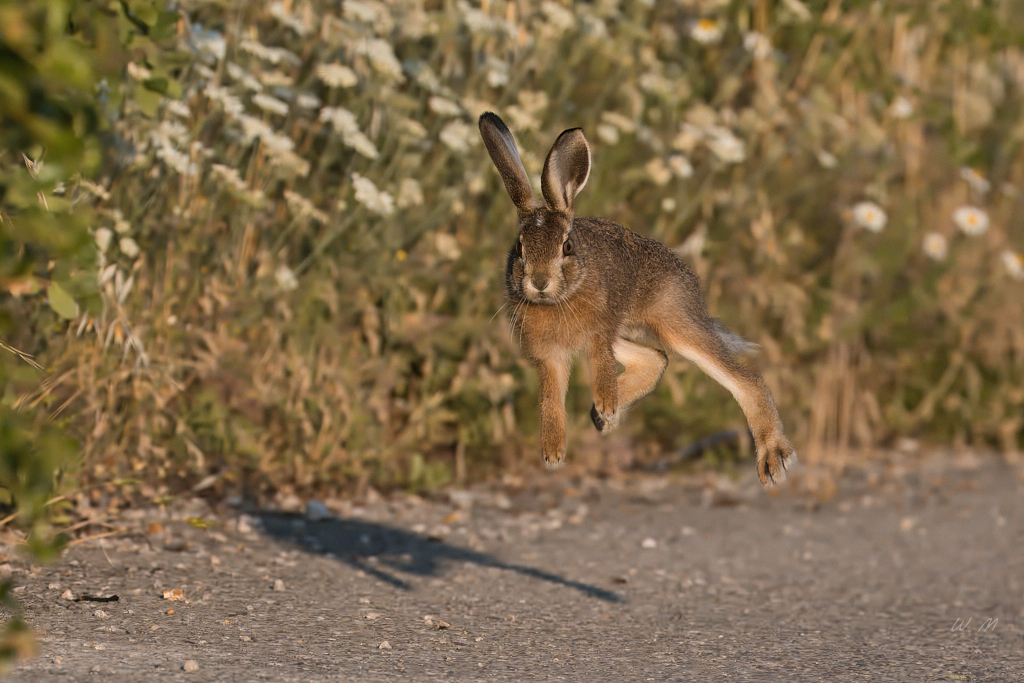 Der Hase