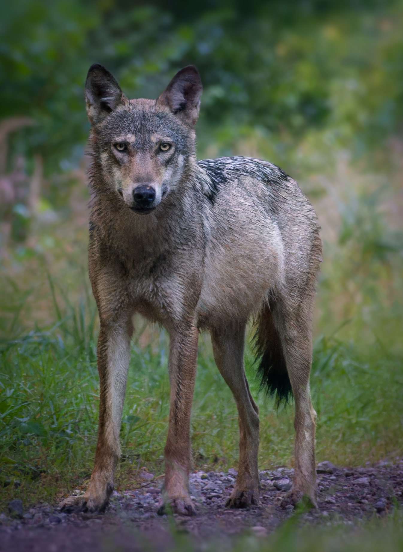 Mein erstes Wolfsfoto