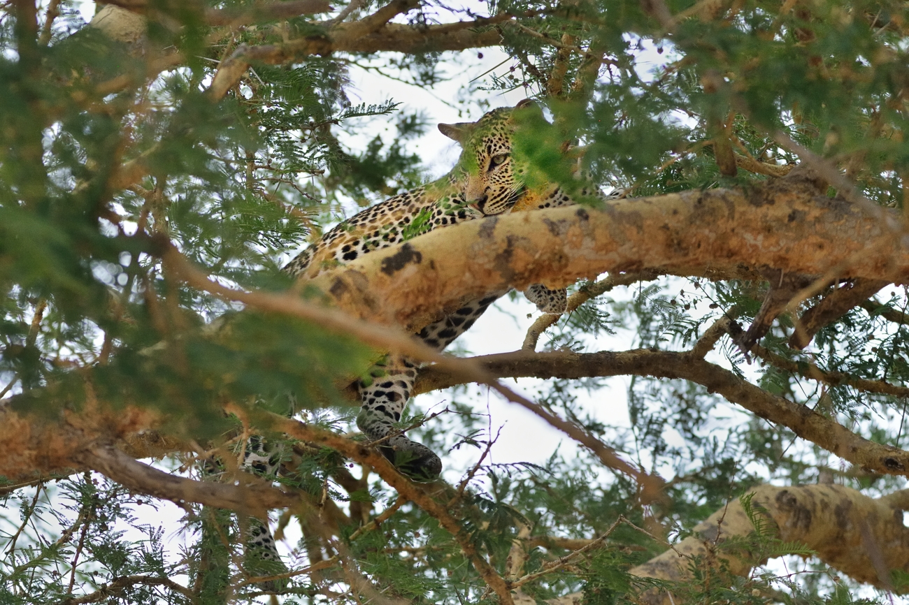 Leopard