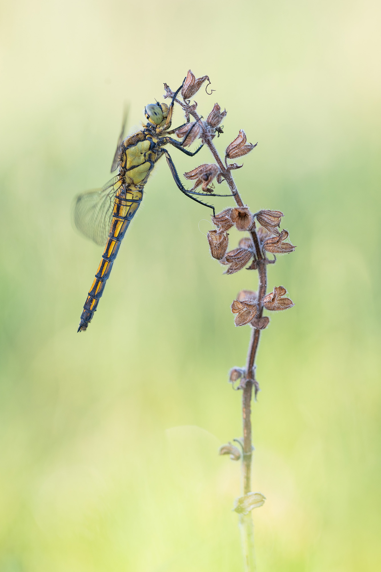 Großer Blaupfeil (Female)