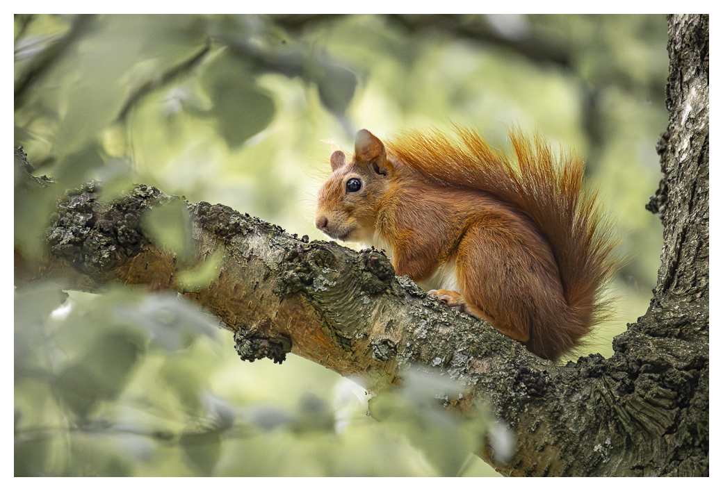 Eichhörnchen auf Parkbaum