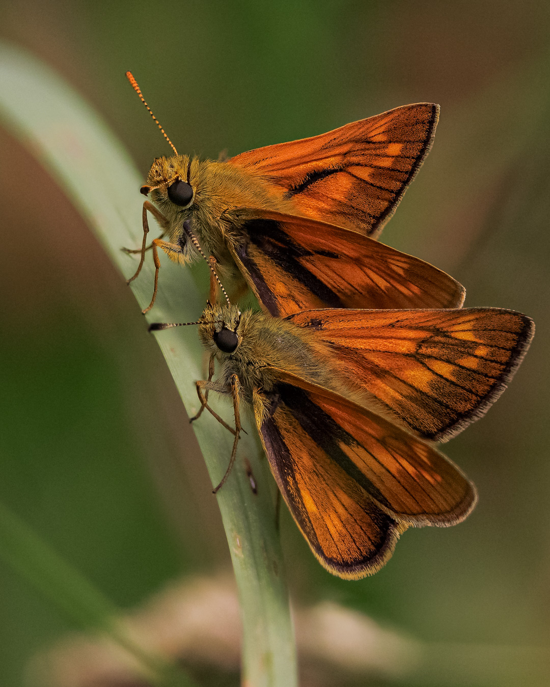 Rostfarbigen Dickkopffalter, Ochlodes sylvanus