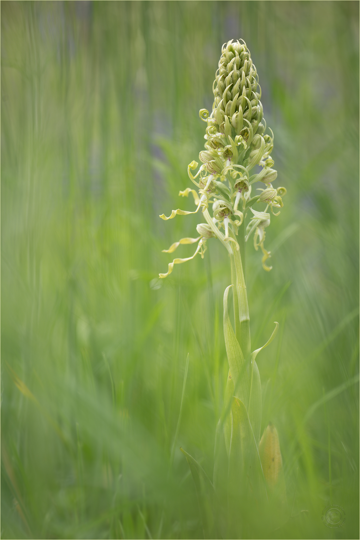 Bocks-Riemenzunge (Himantoglossum hircinum)