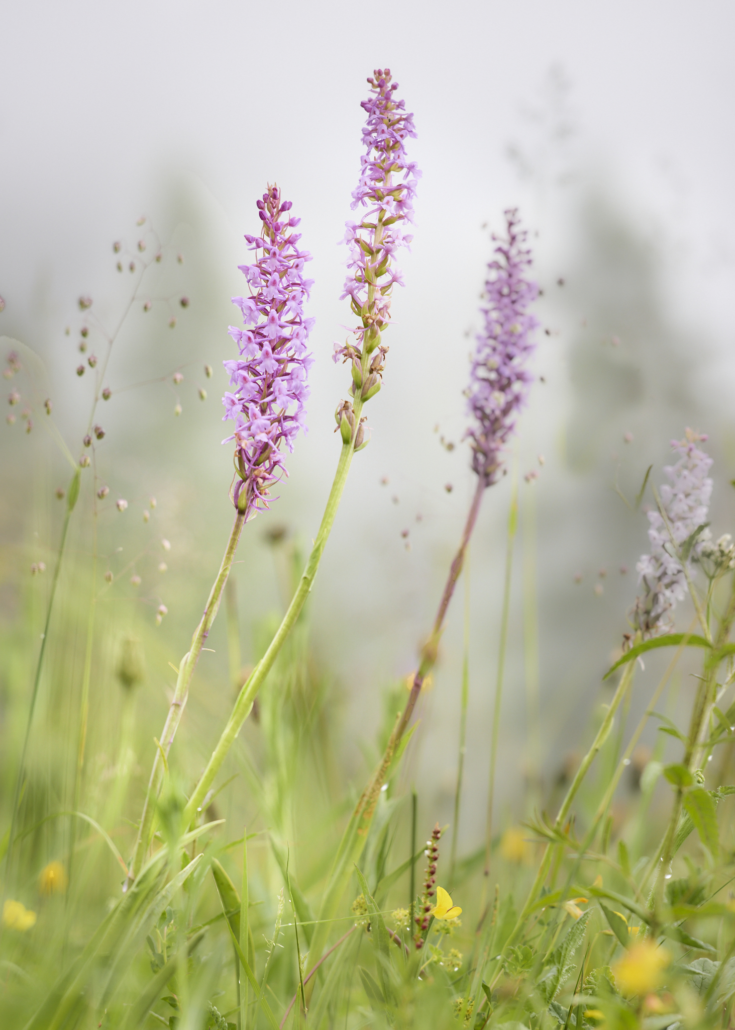 Orchideen im Nebel