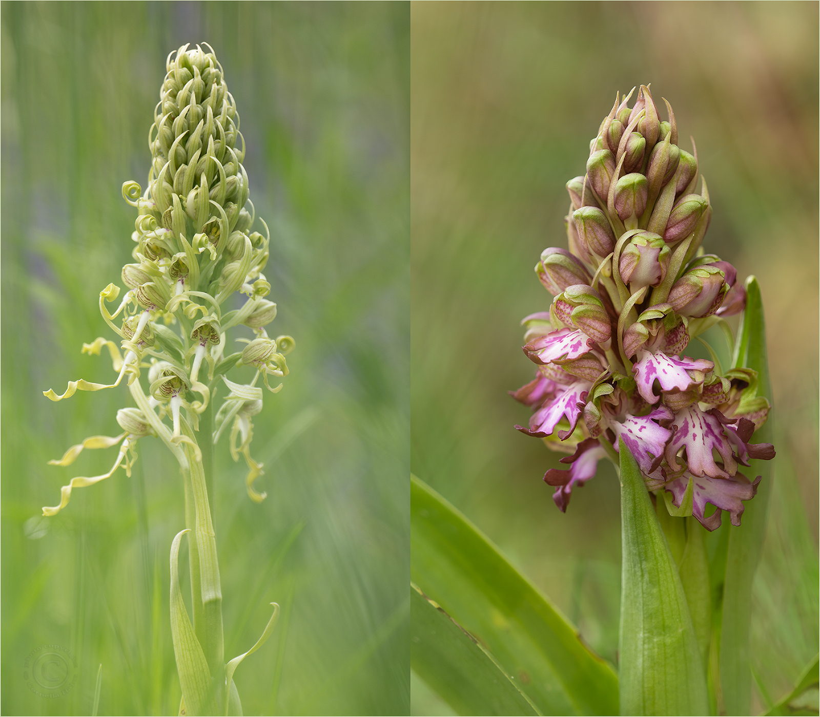 Die Orchideen der Schweiz Gattung Himantoglossum