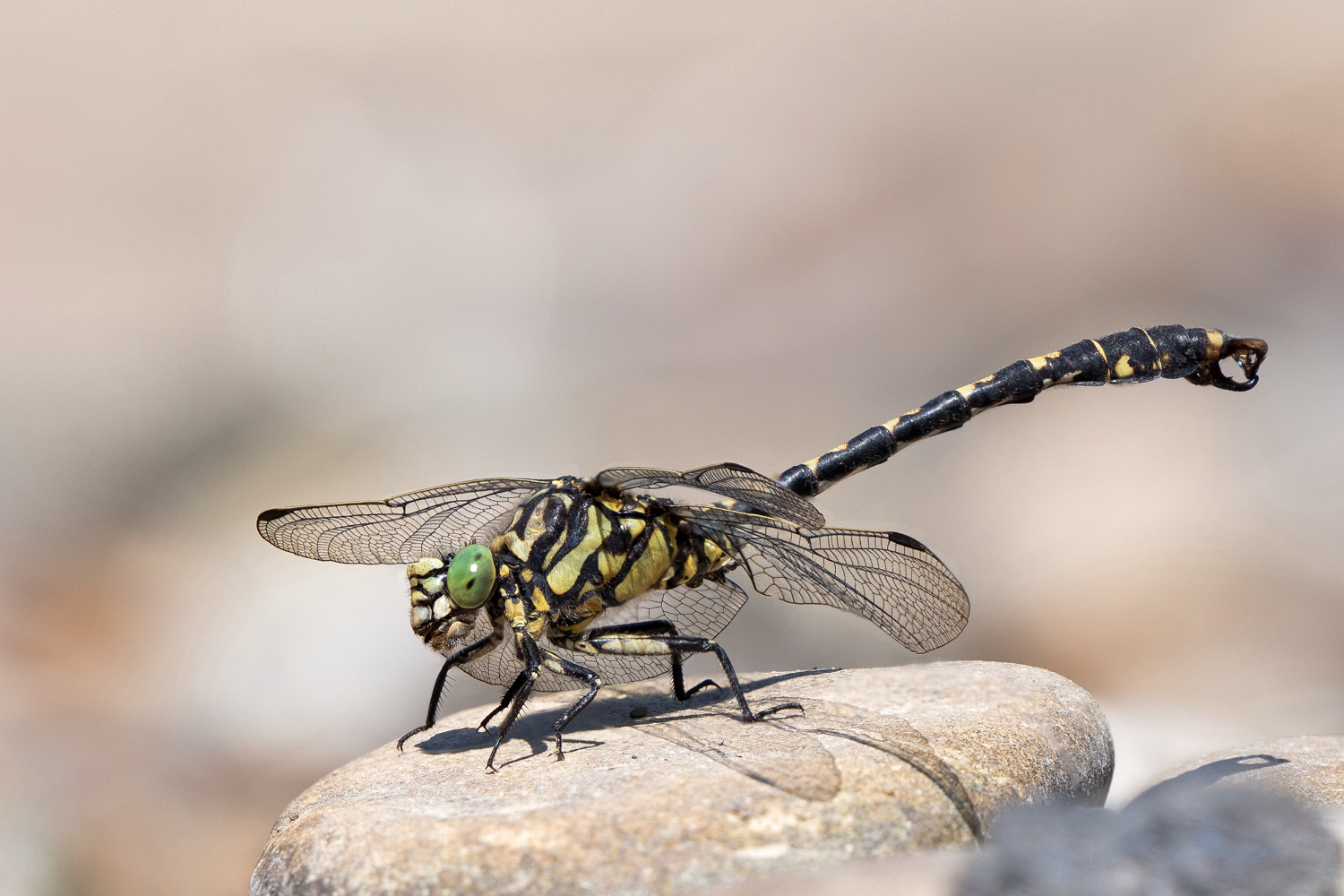 Kleine Zangenlibelle ( Onychogomphus forcipatus )