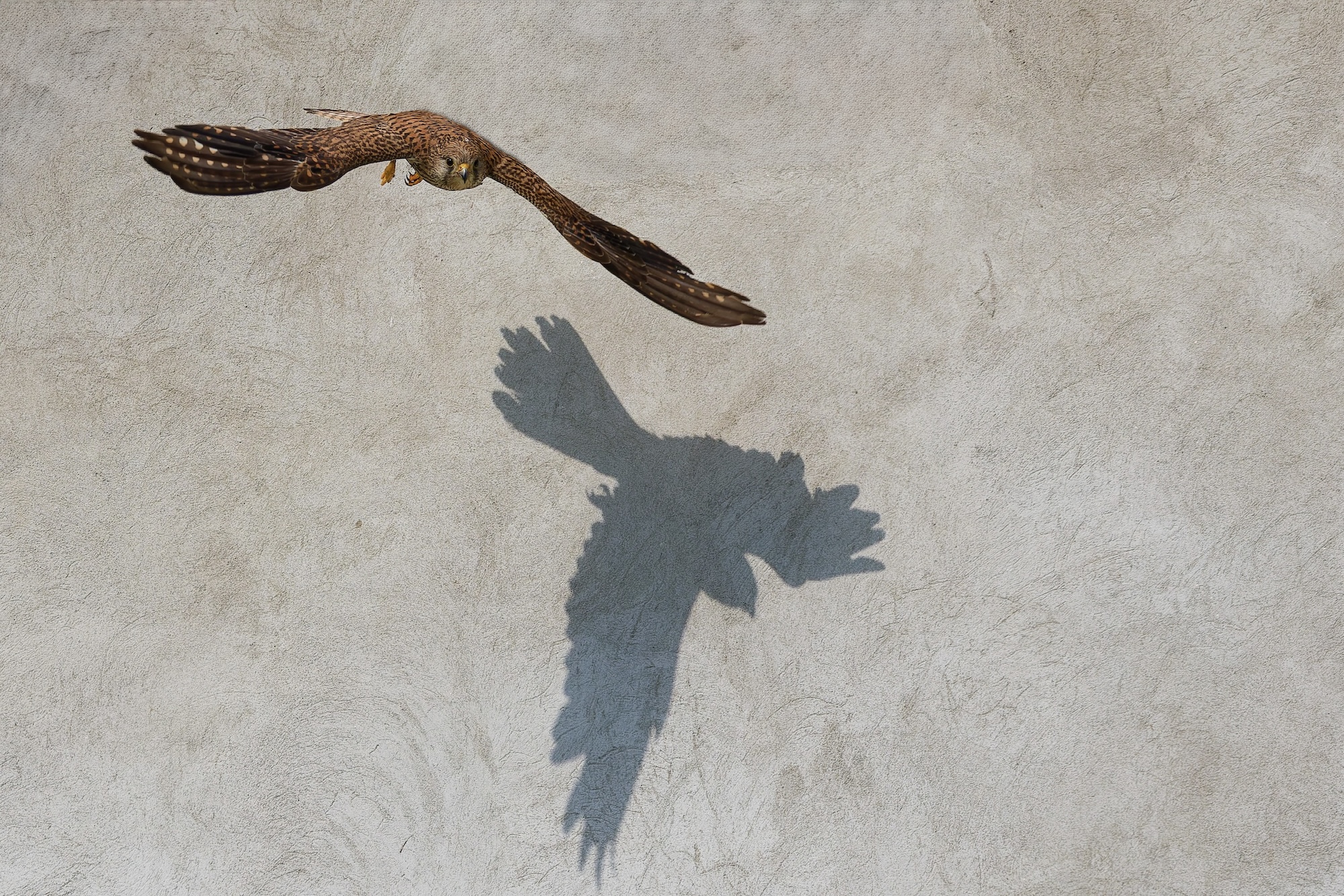 Schneller als der Schatten ?