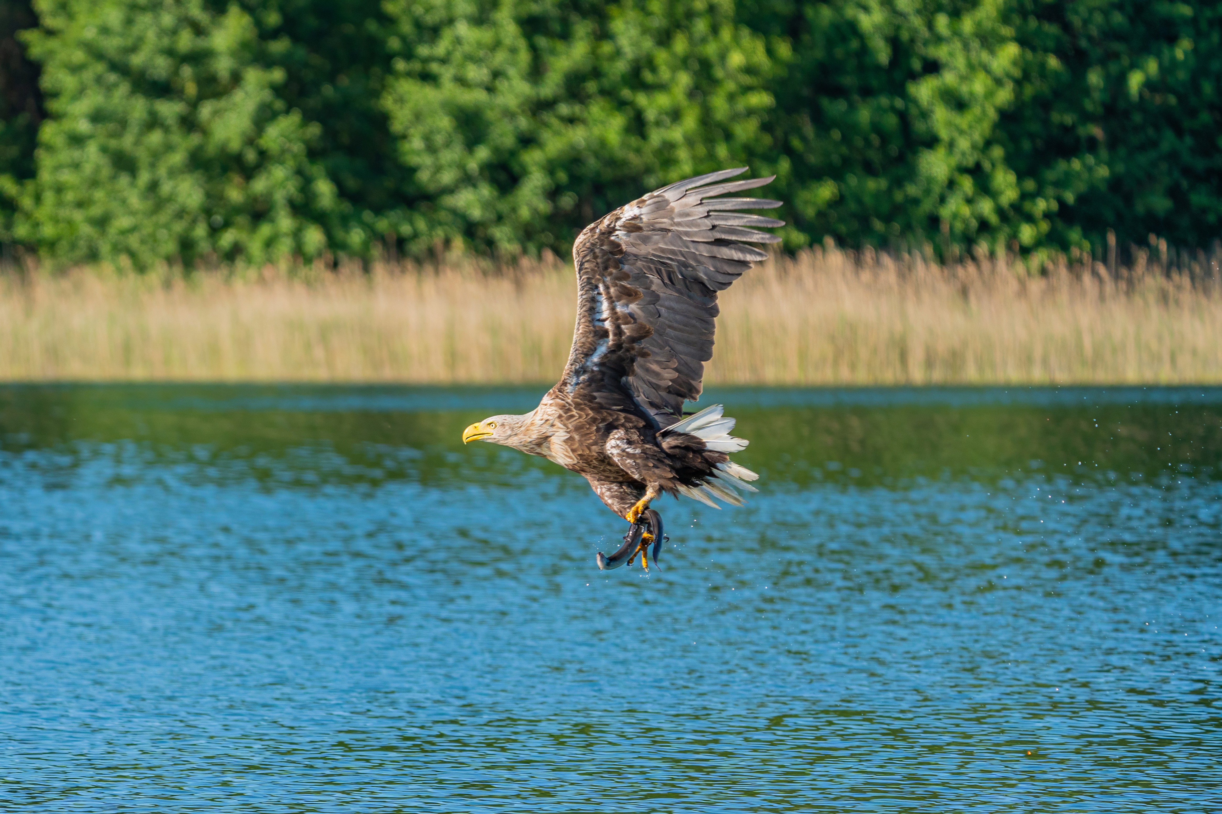 Seeadler holt sich sein Frühstück