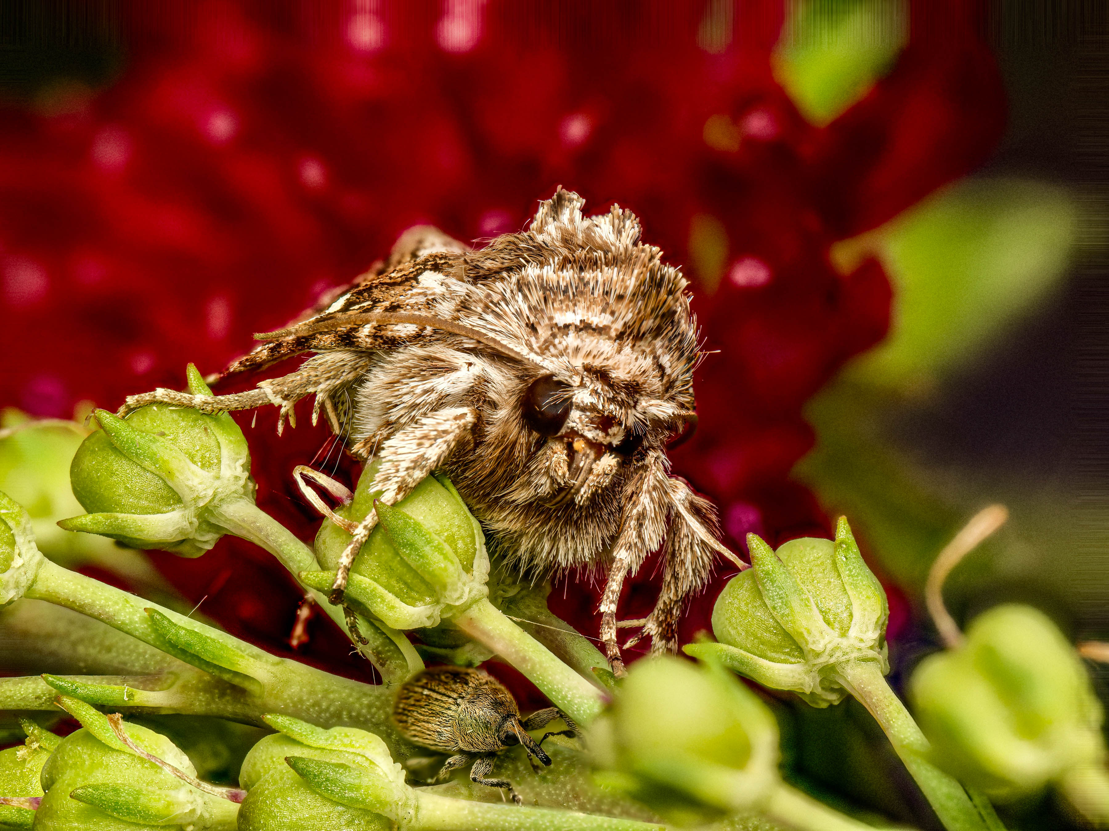 Schöner Größenvergleich, Calophasia lunula