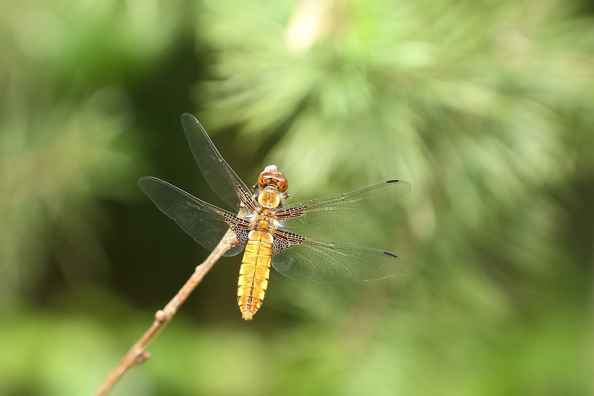 Plattbauch,Weibchen