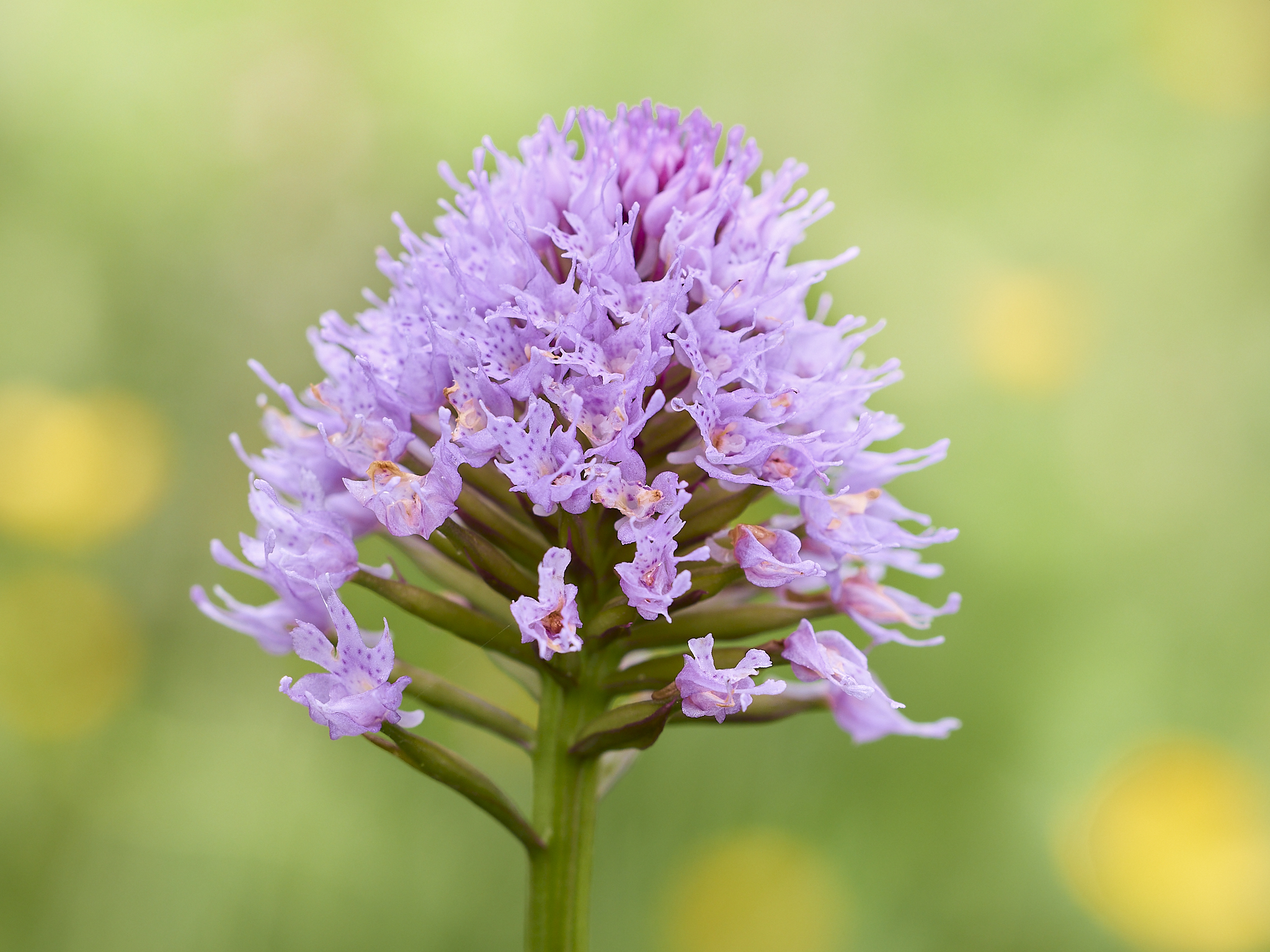 Kugelorchis